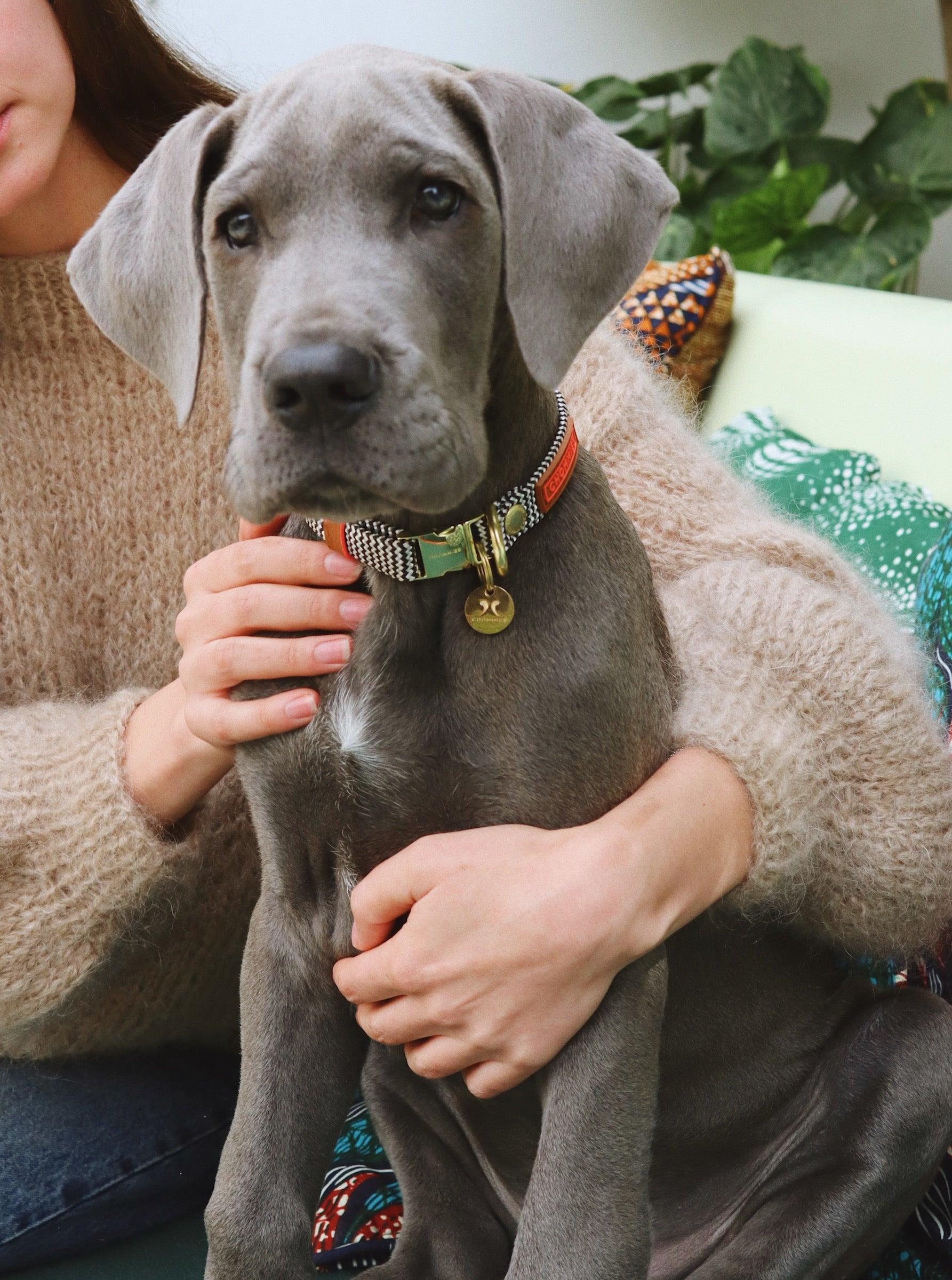 Adjustable Puppy Collar | Shenzi