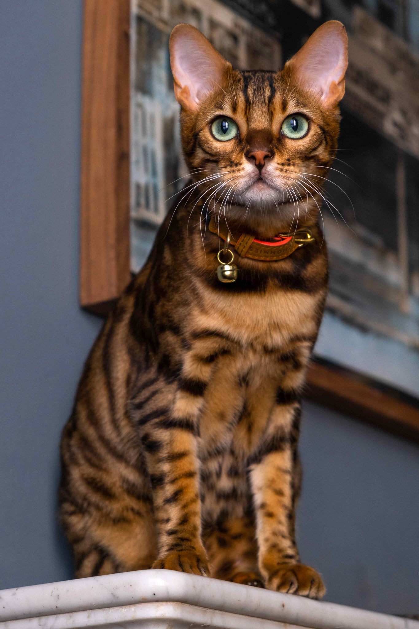 Adjustable Quick-Release Rope Cat Collar | Sandton with Coral Edge