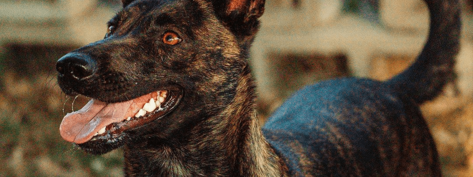 Meet the Tango K9 Anti-Poaching Unit and the Extraordinary Dogs Protecting Africa's Unique Wildlife - Chommies