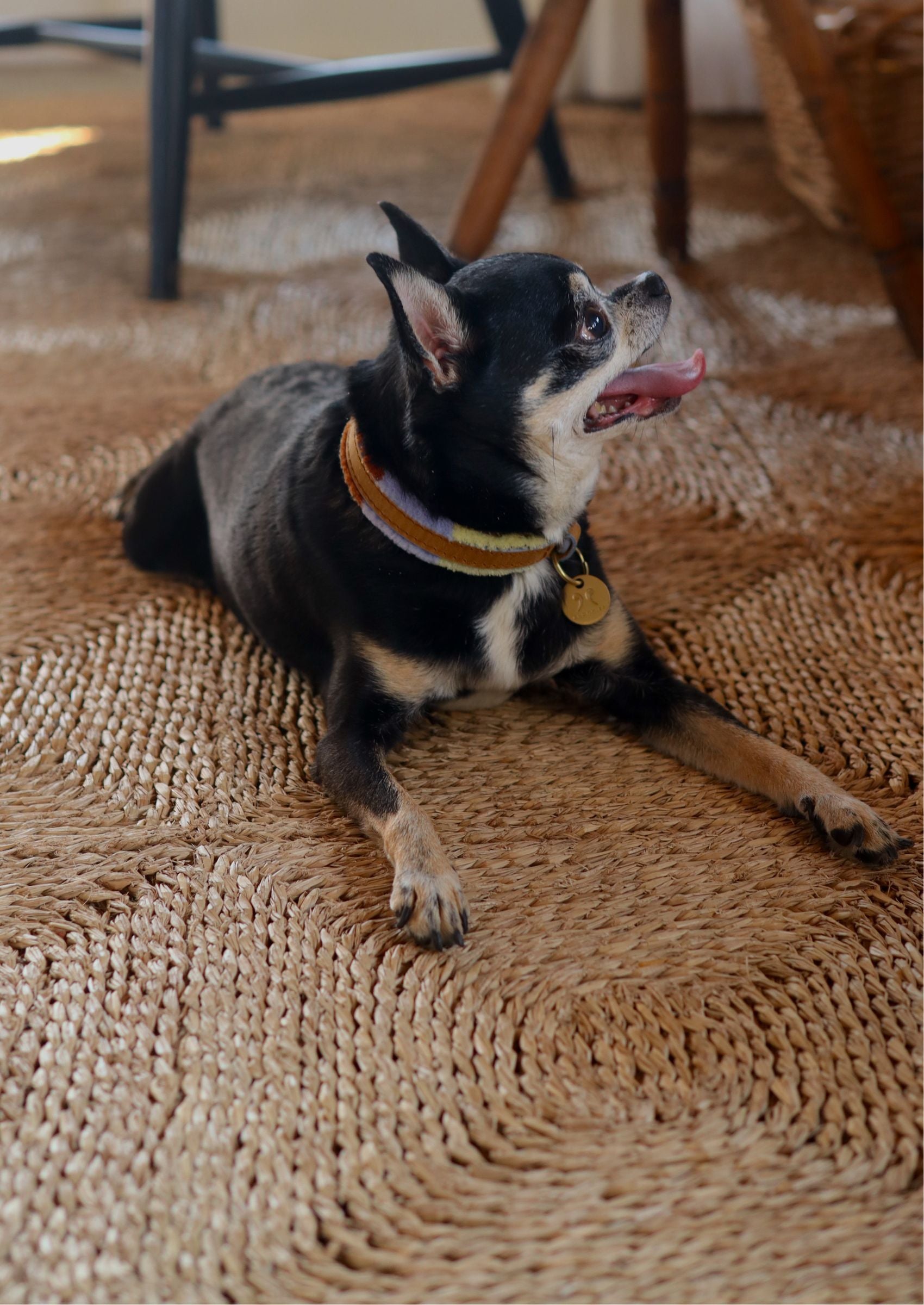 Adjustable Small Dog Collar | Pomm Pomm Summer