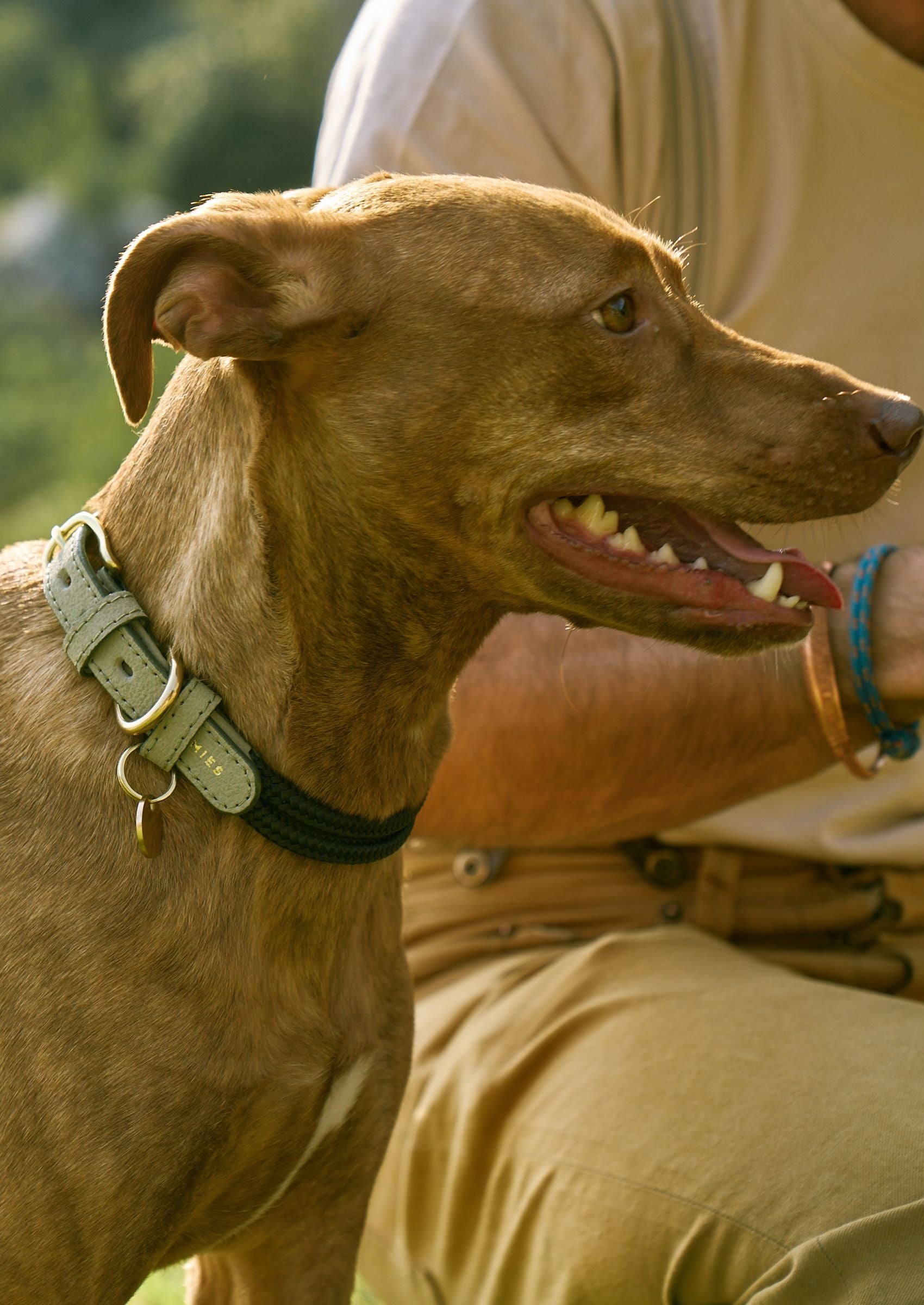 Adjustable Dog Collar | Spring with Vegan Mycelium Leather