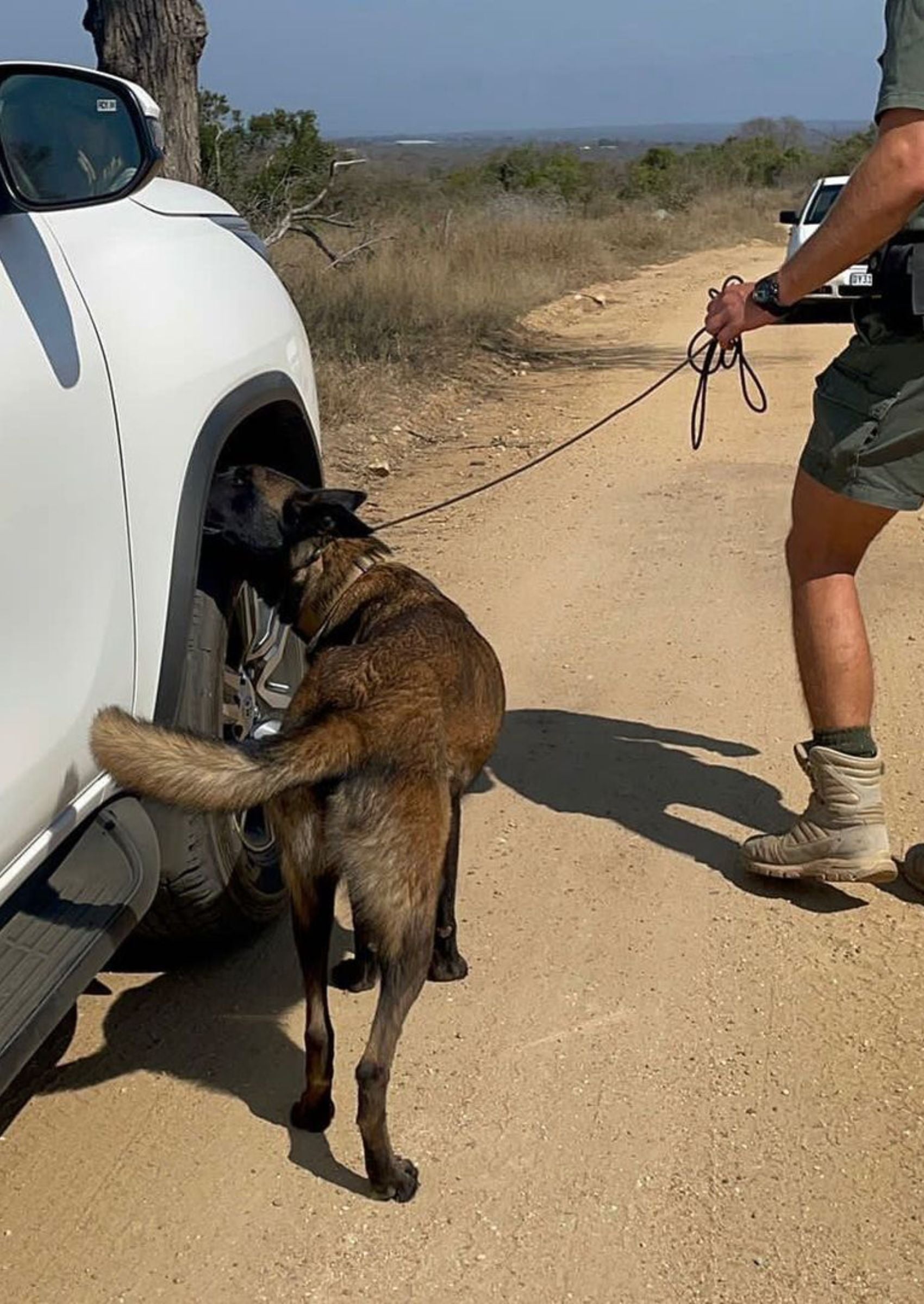 Slip-on Training Leash | K9 Tango