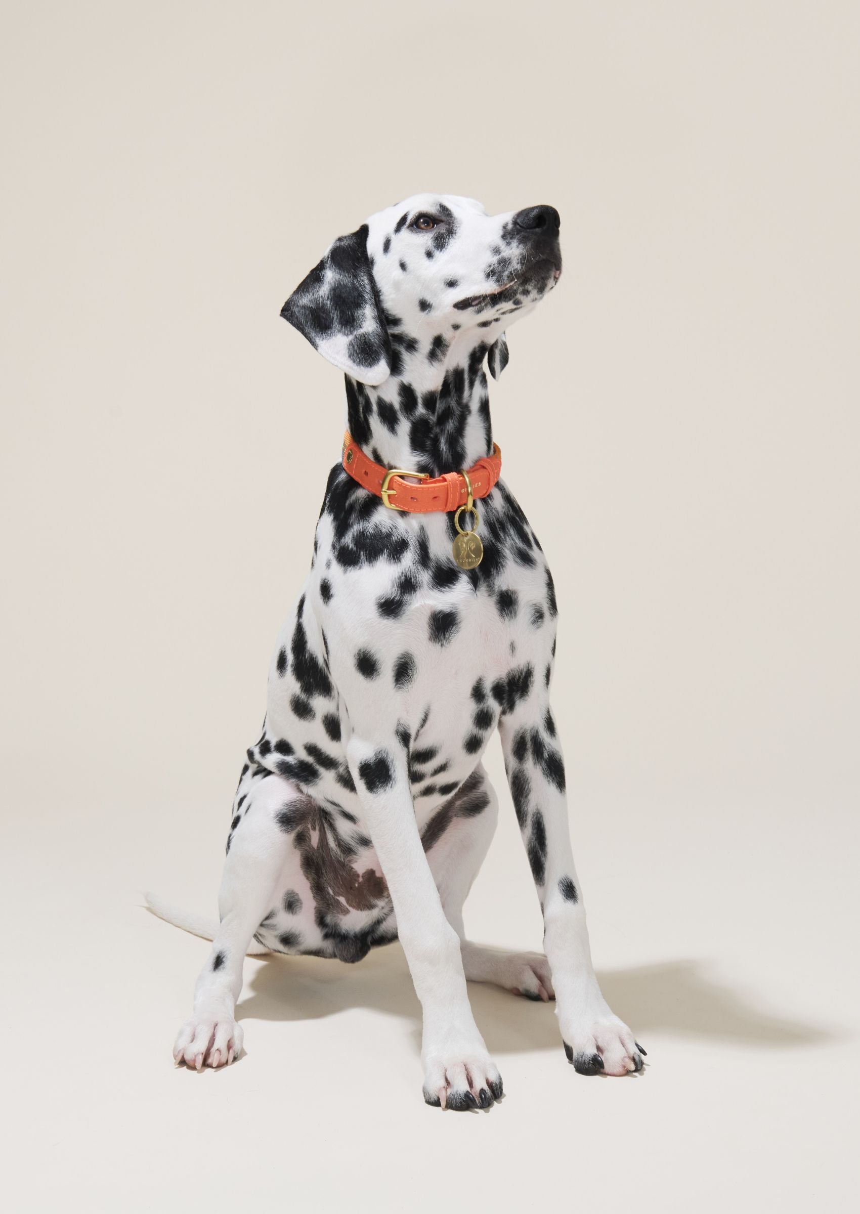 Adjustable Dog Collar | Aurora on Orange