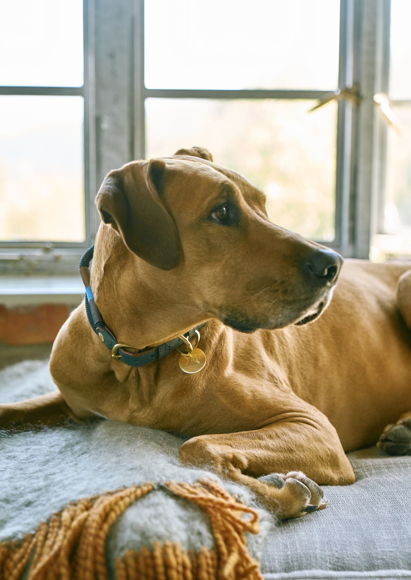 Adjustable Dog Collar | Winter with Vegan Mycelium Leather