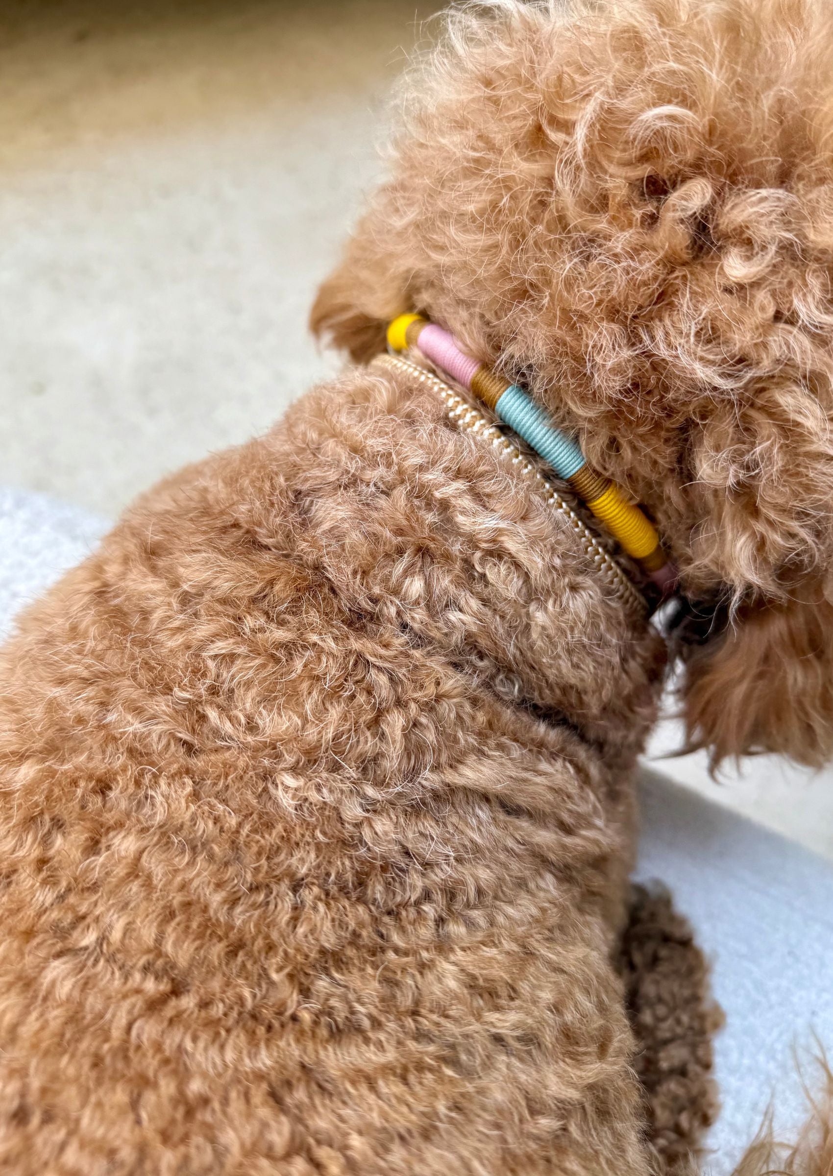 Adjustable Dog Collar | Speel Speel