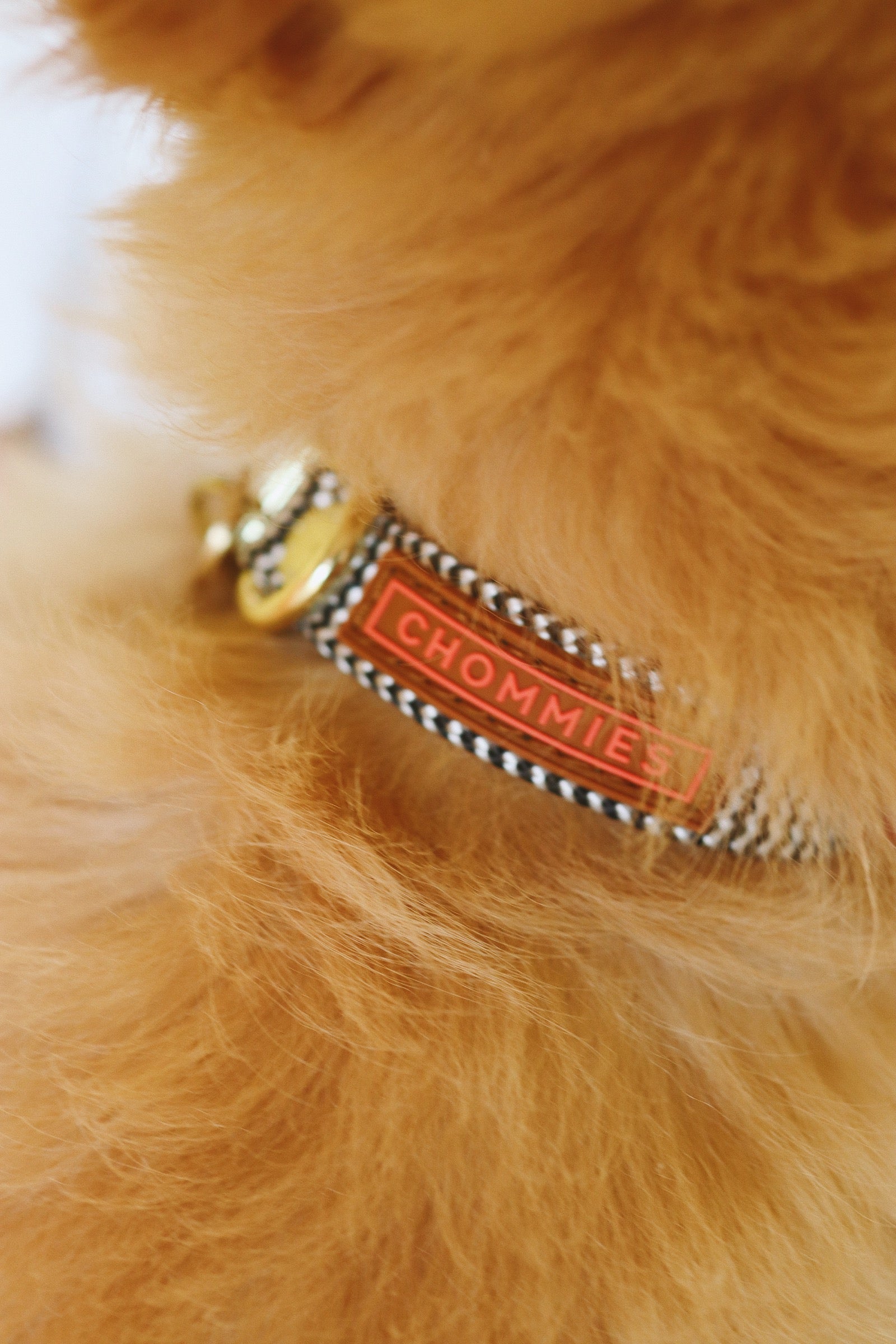 Adjustable Puppy Collar | Shenzi