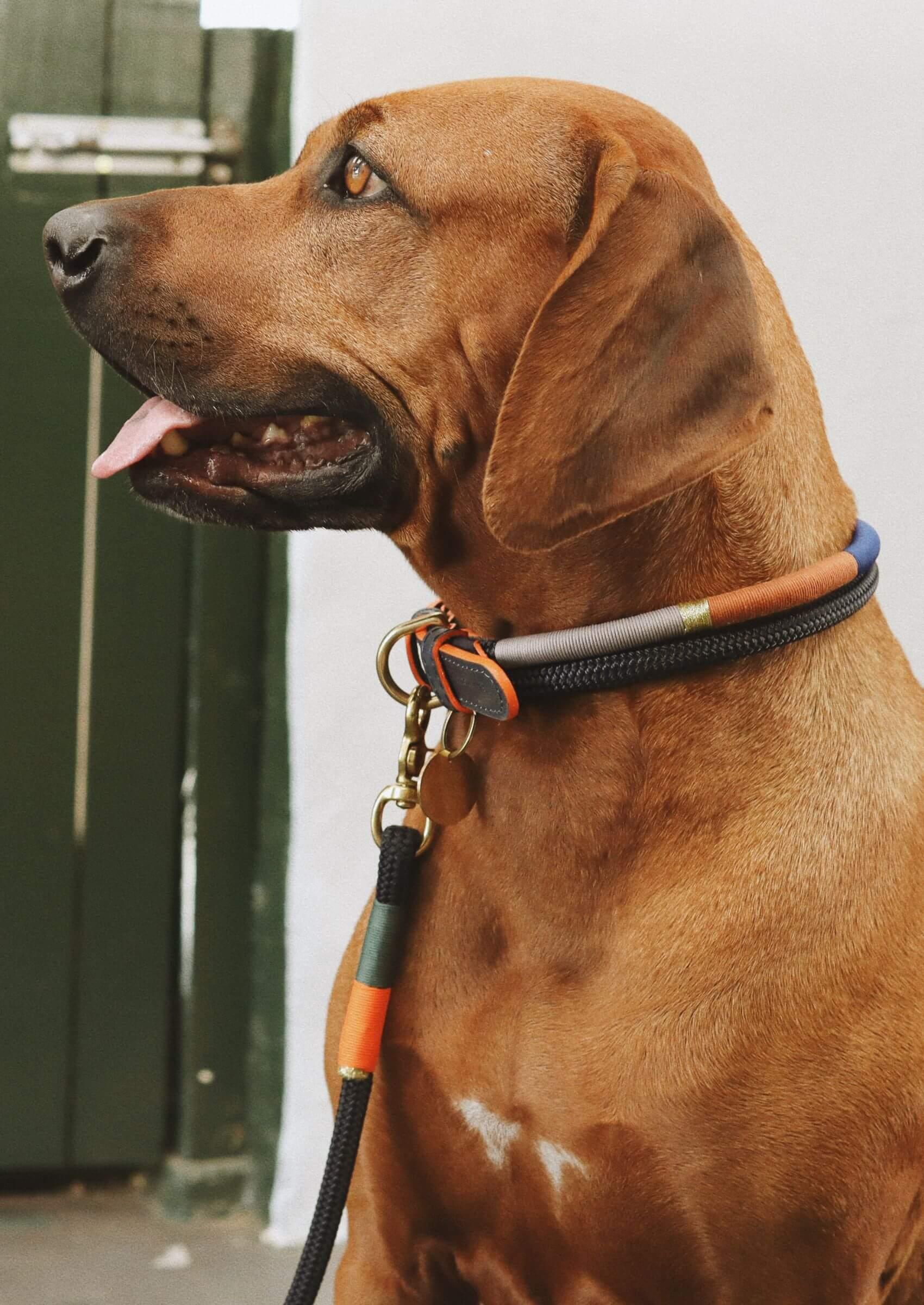 Adjustable Dog Collar | Blue Bobo on Navy - Chommies