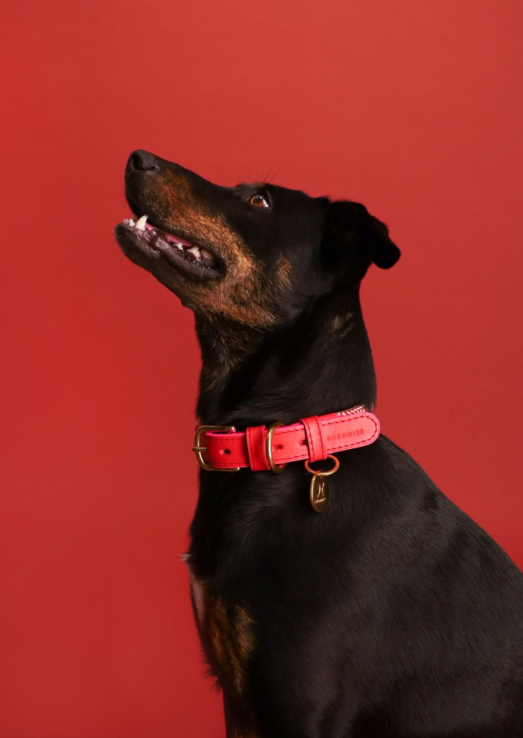 Chommies Adjustable Dog Collar | Candy Cane