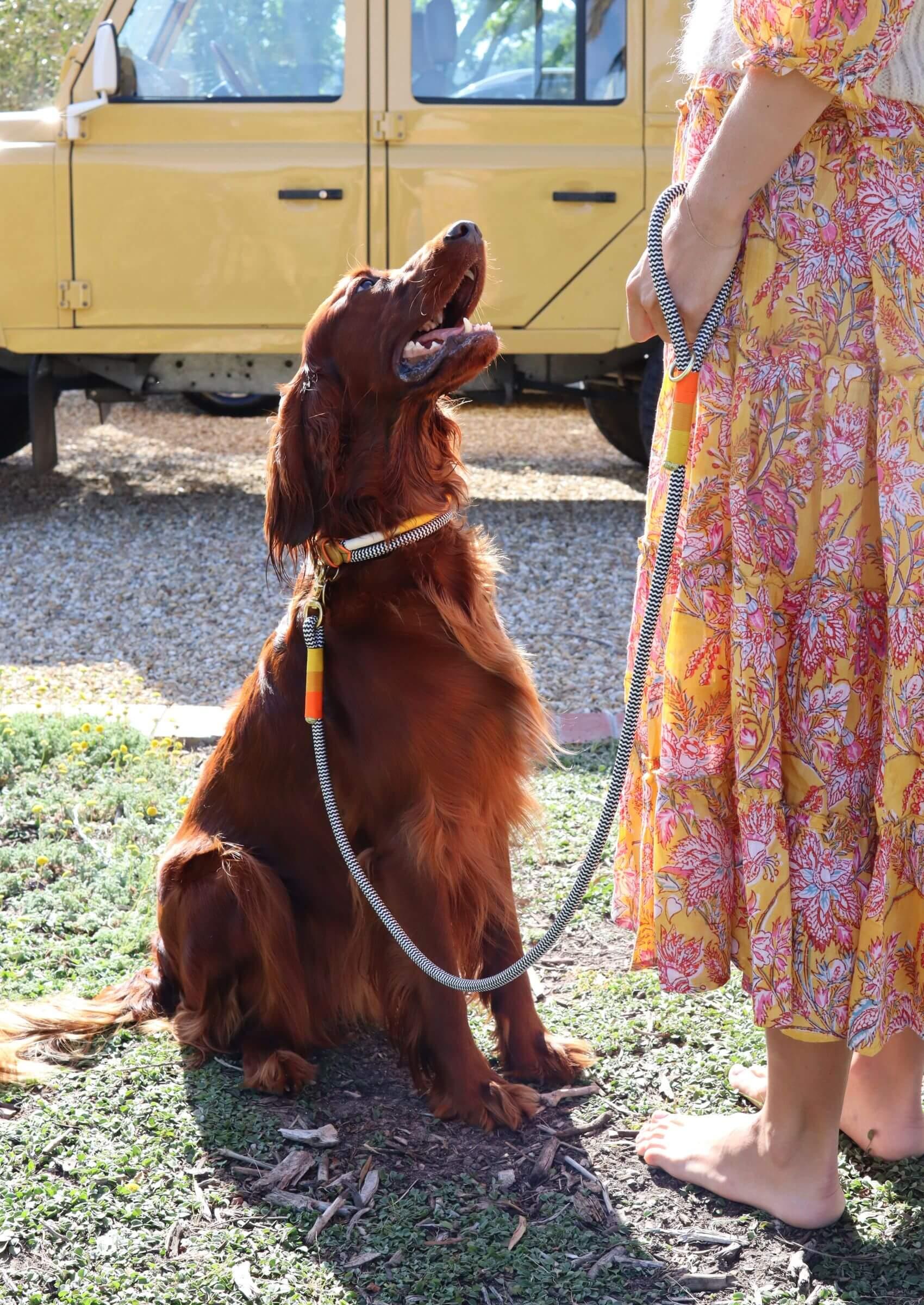 Adjustable Dog Collar | Instant Honey - Chommies