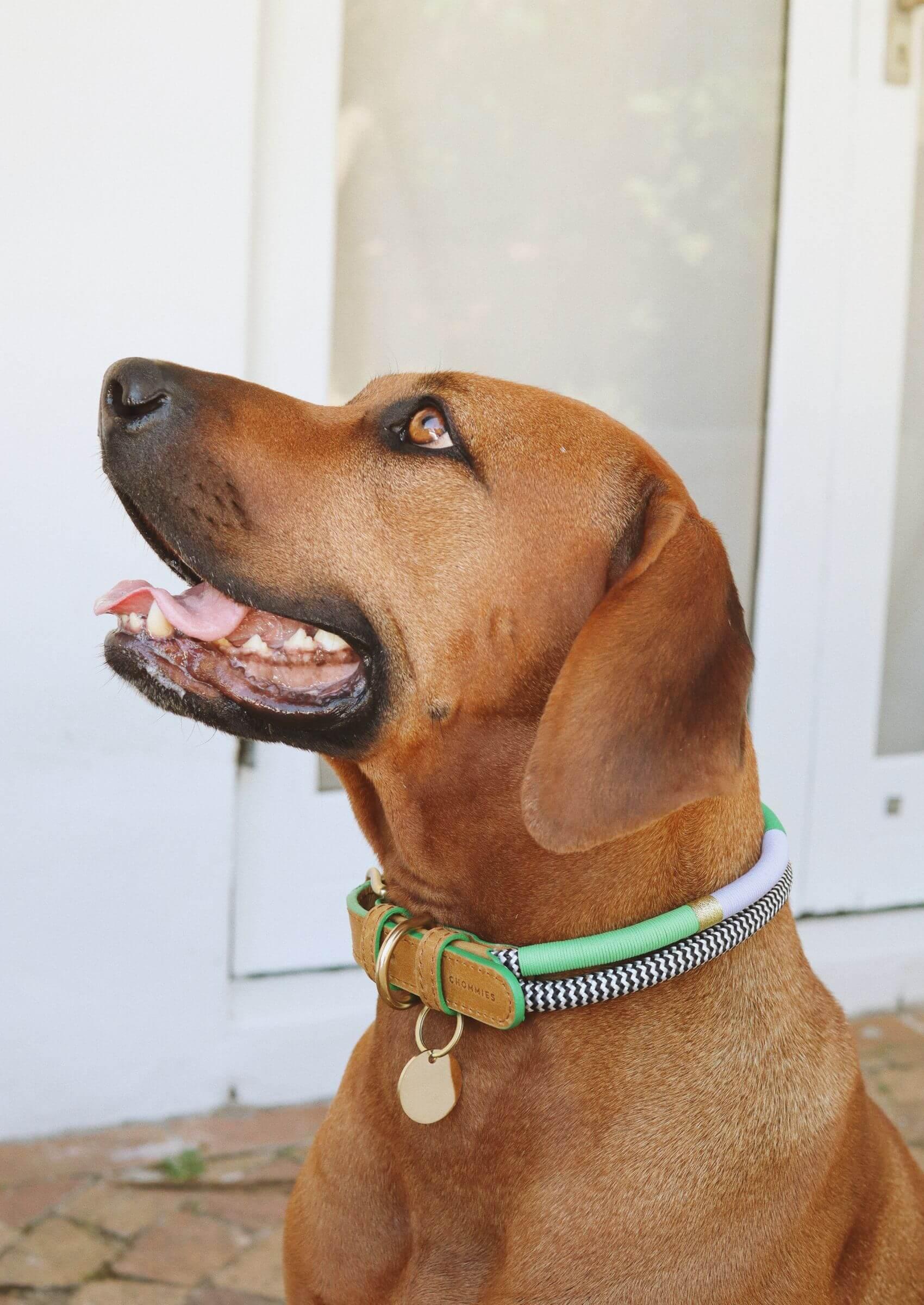 Adjustable Dog Collar | Spring Bark - Chommies