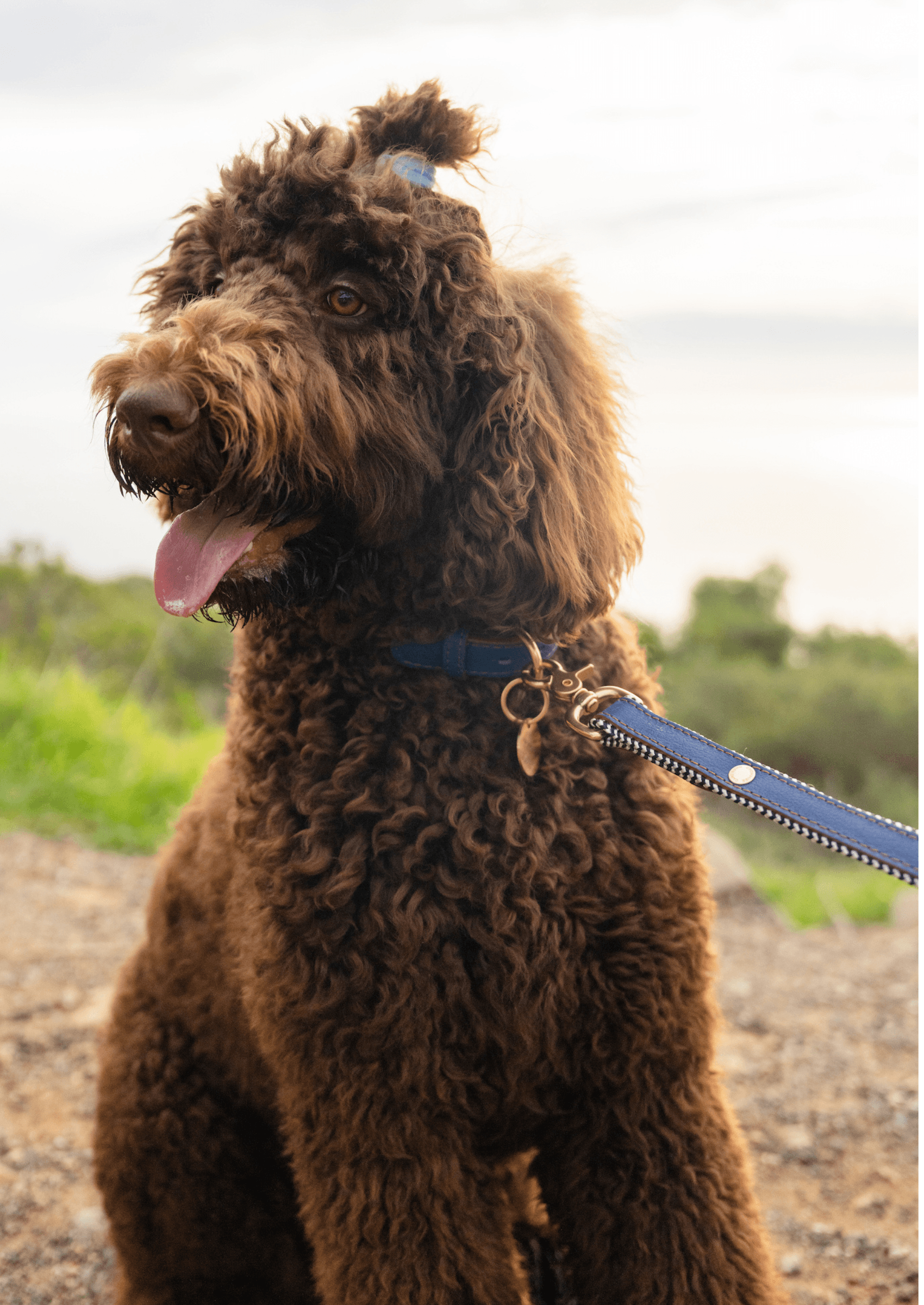 Chommies Adjustable Leather Dog Collar | Blue Snoop