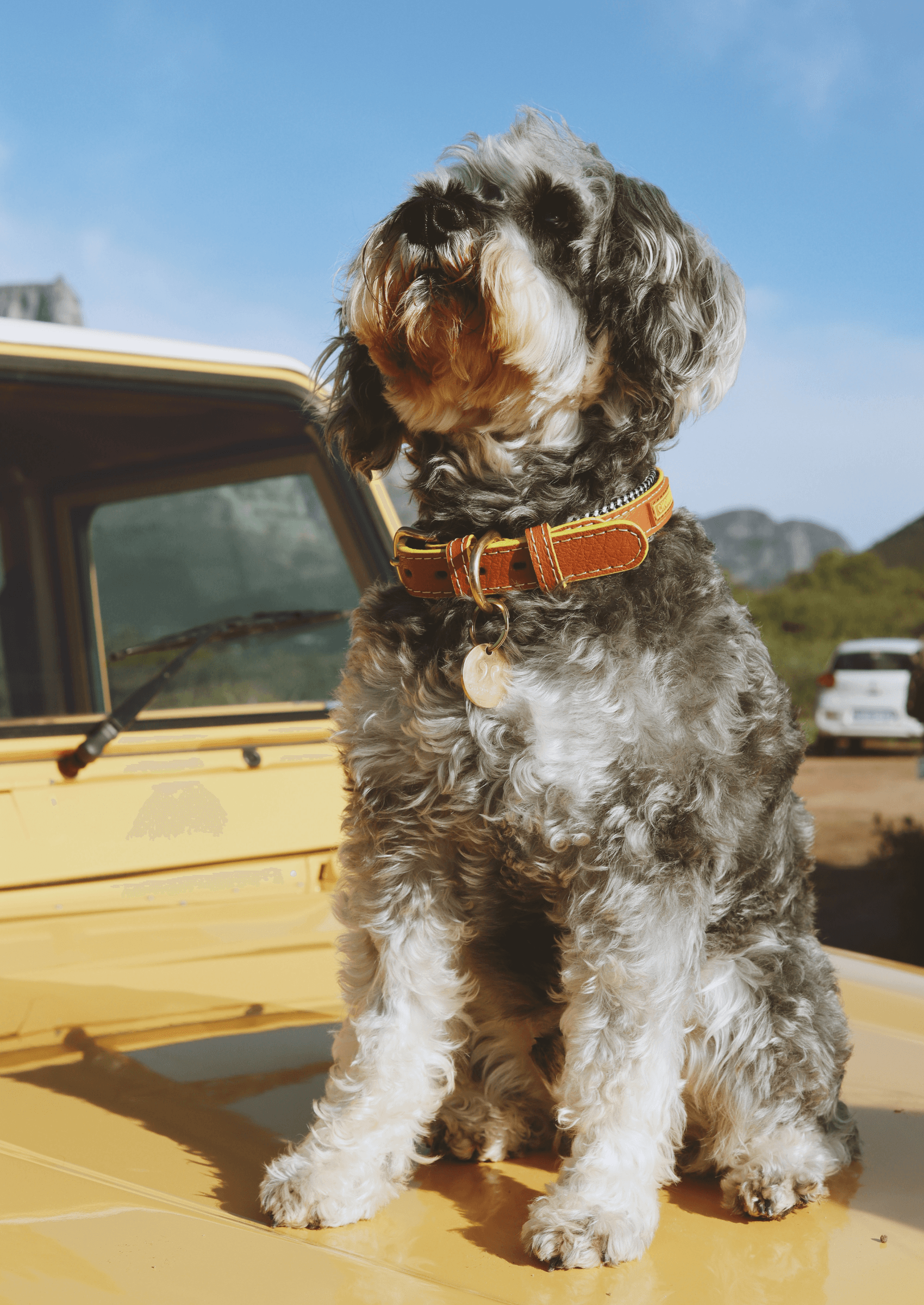 Adjustable Leather Dog Collar | Cognac West - Chommies