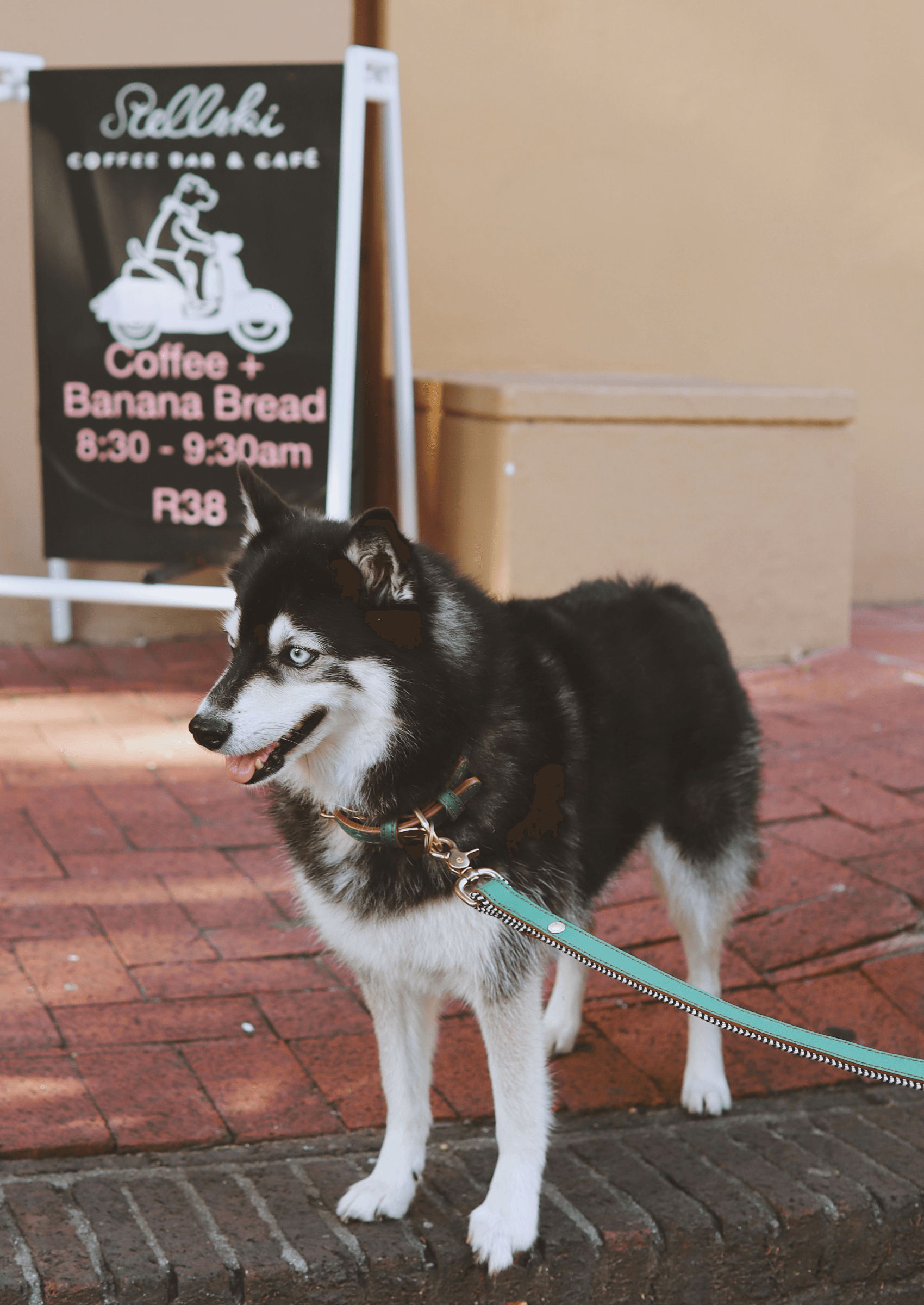 Adjustable Leather Dog Collar | Green Shady - Chommies