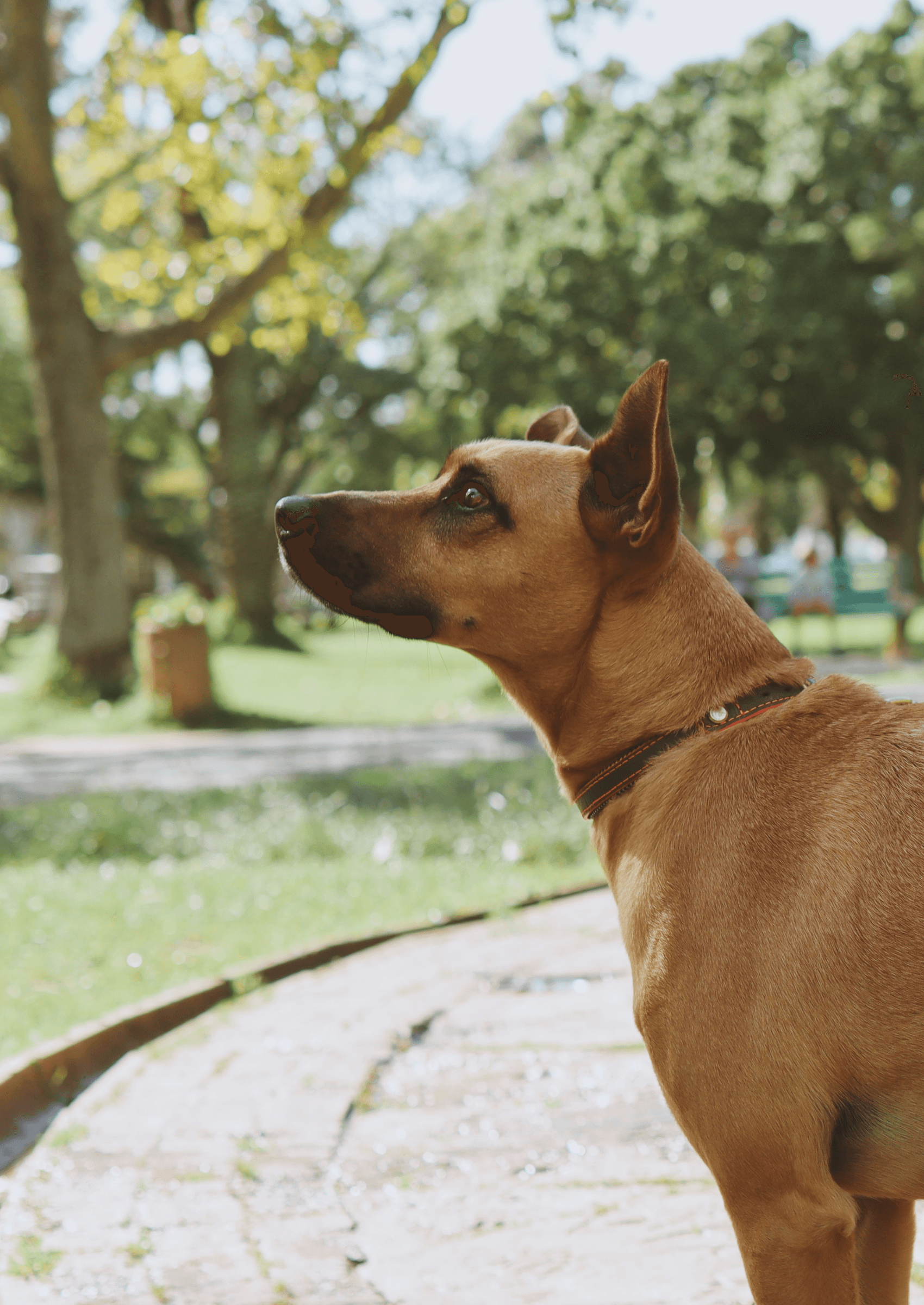 Adjustable Leather Dog Collar | Grey Z - Chommies