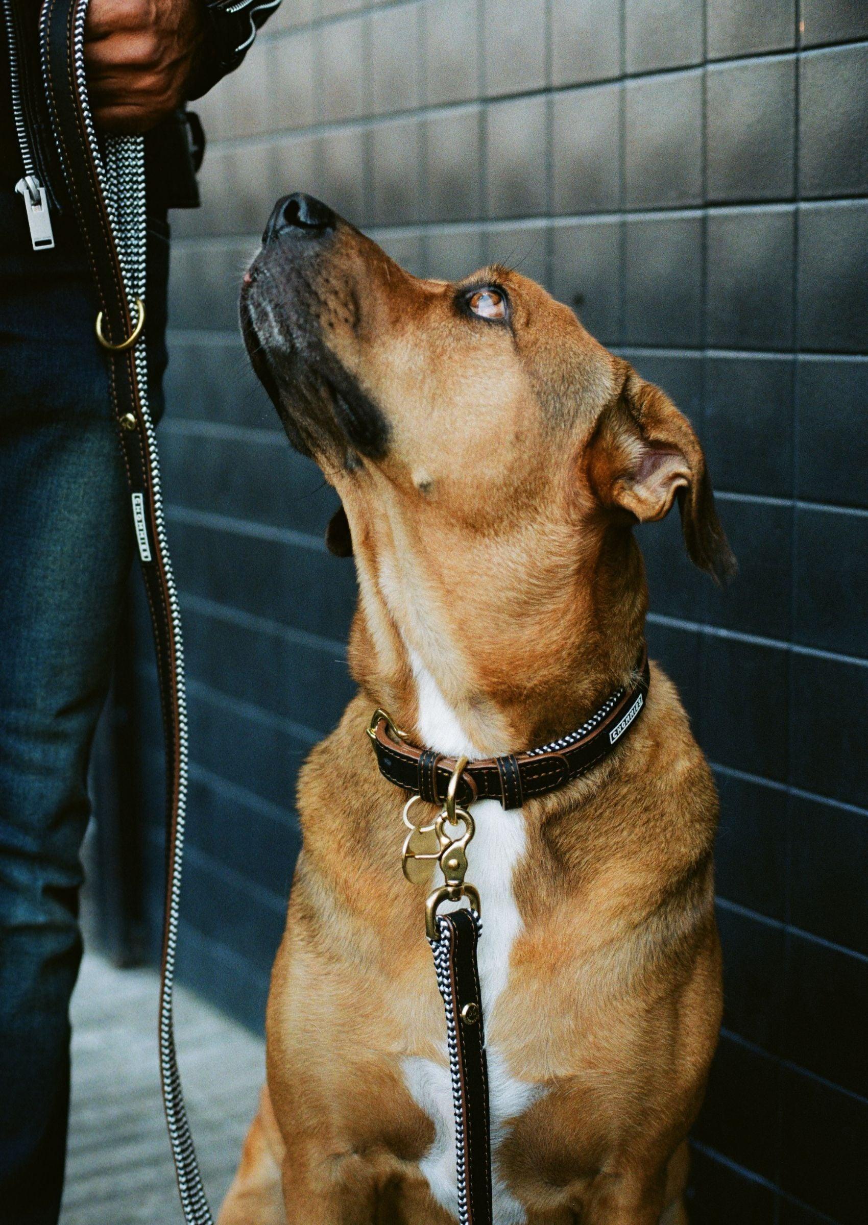 Adjustable Leather Dog Collar | Hendrix - Chommies