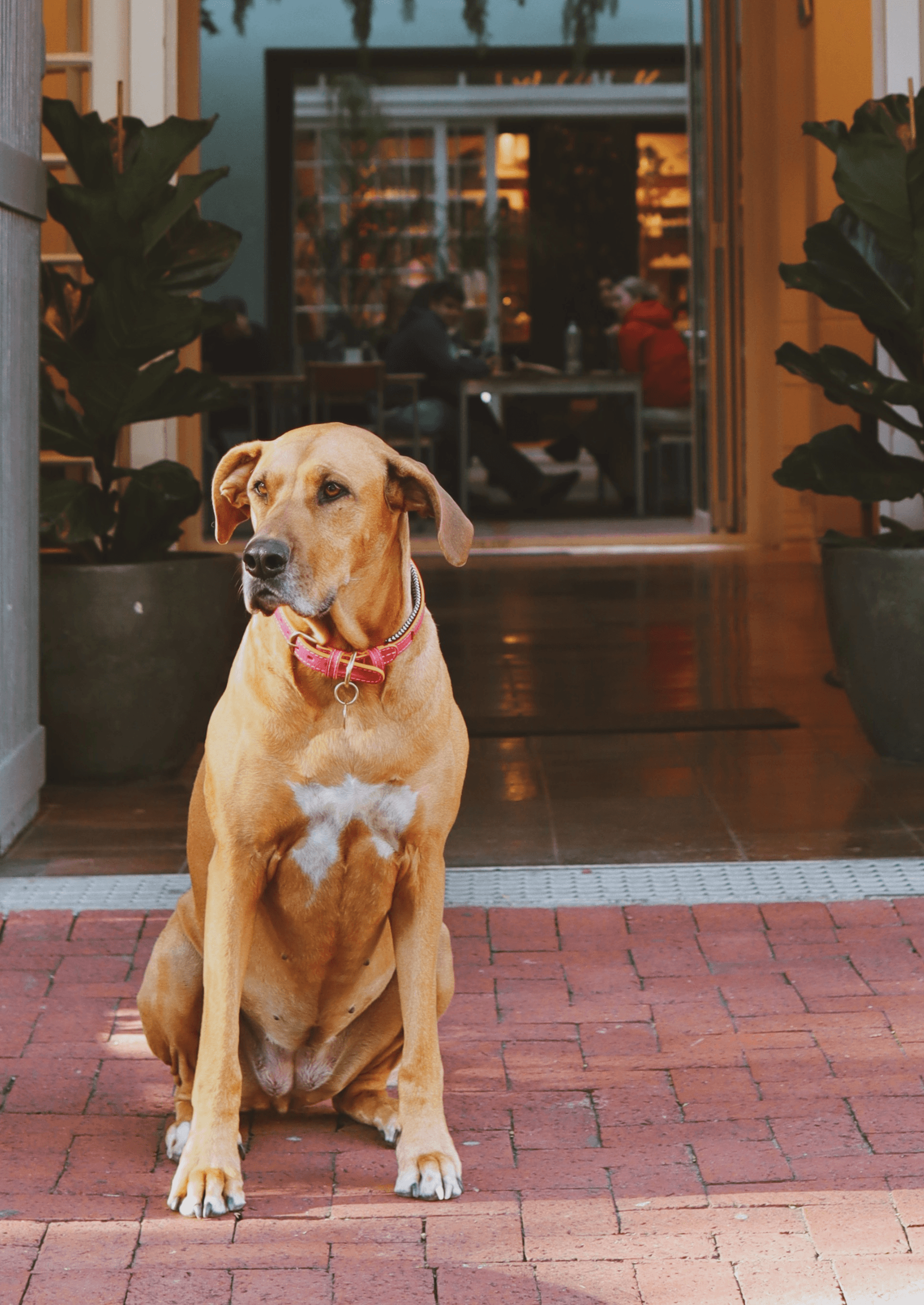 Adjustable Leather Dog Collar | Pink Lizzo - Chommies