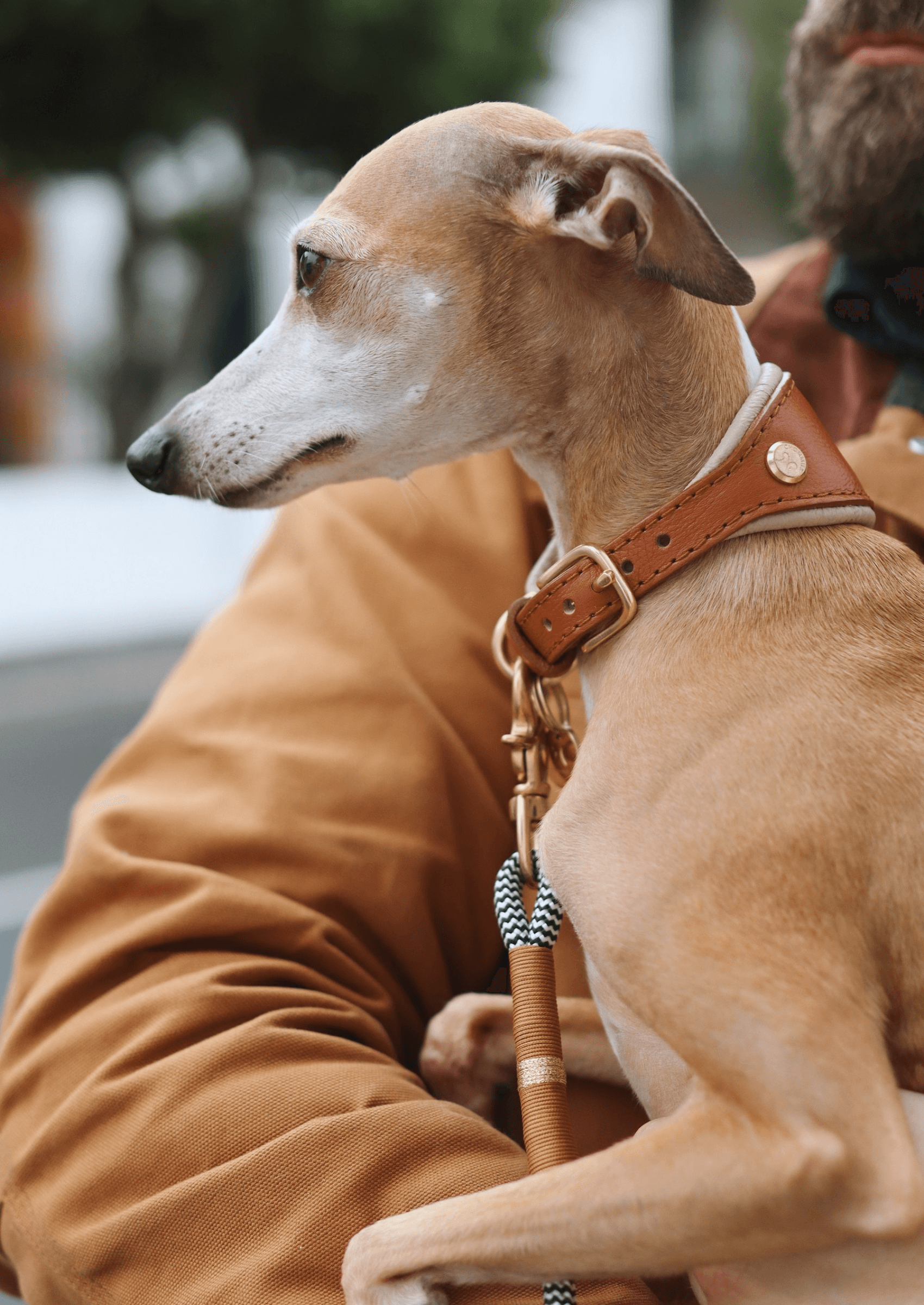 Chommies Adjustable Leather Sighthound Collar | Cognac West