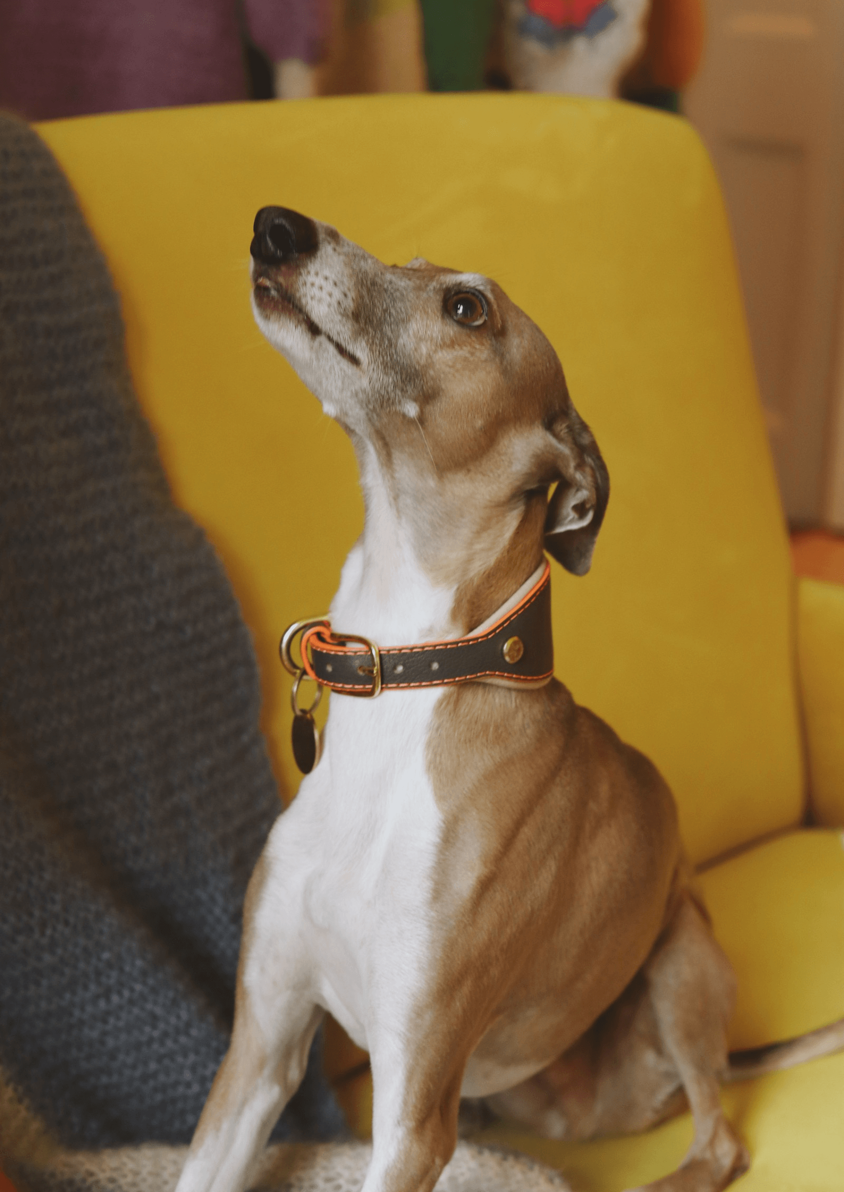 Chommies Adjustable Leather Sighthound Collar | Grey Z