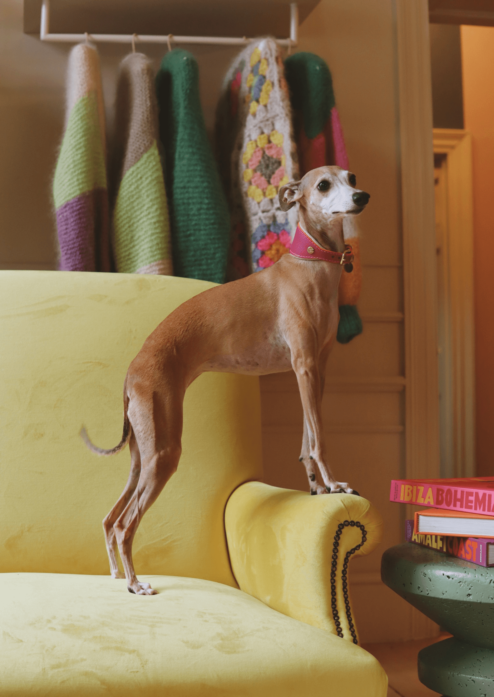 Adjustable Leather Sighthound Collar | Pink Lizzo - Chommies