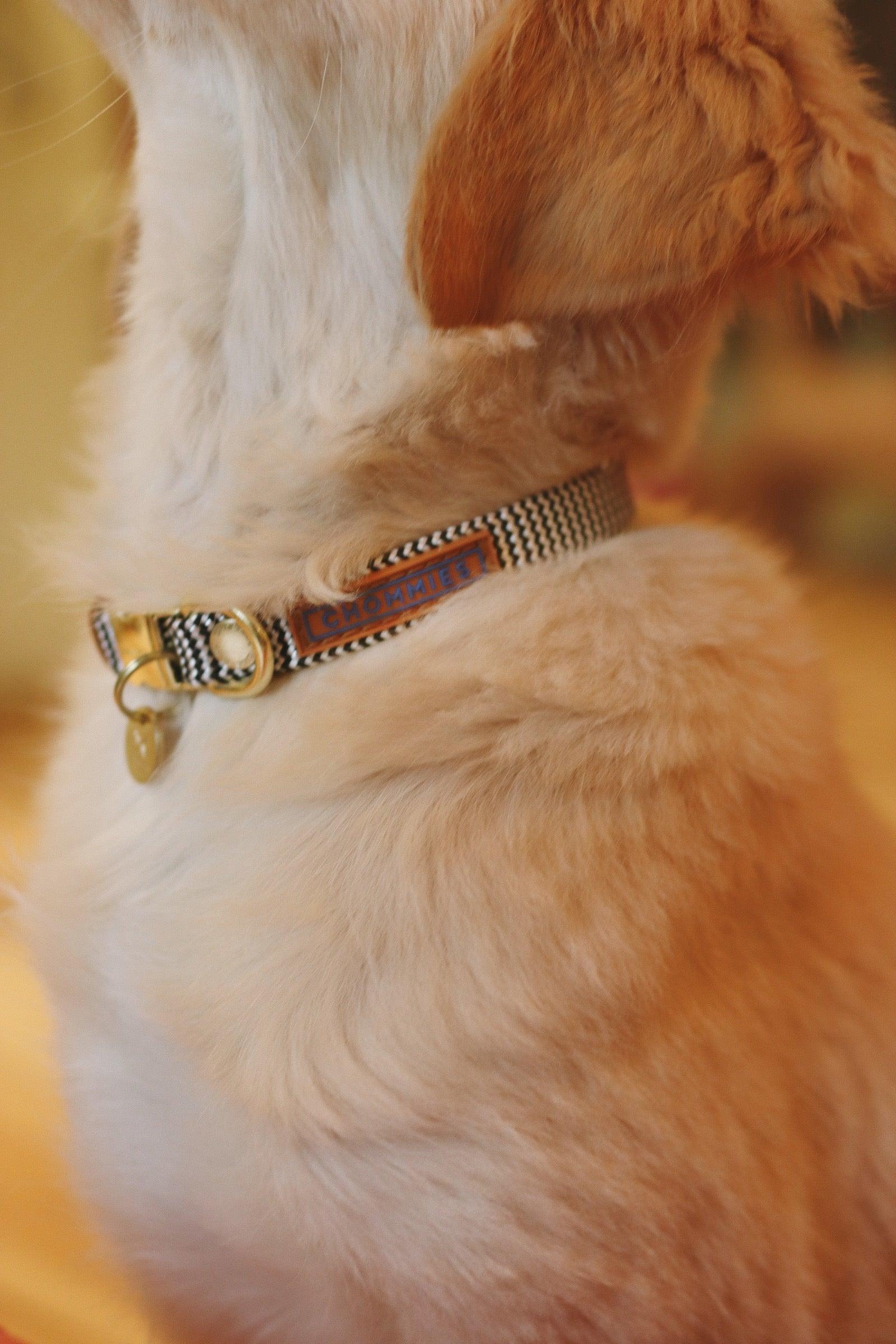 Adjustable Puppy Collar | Baloo - Chommies