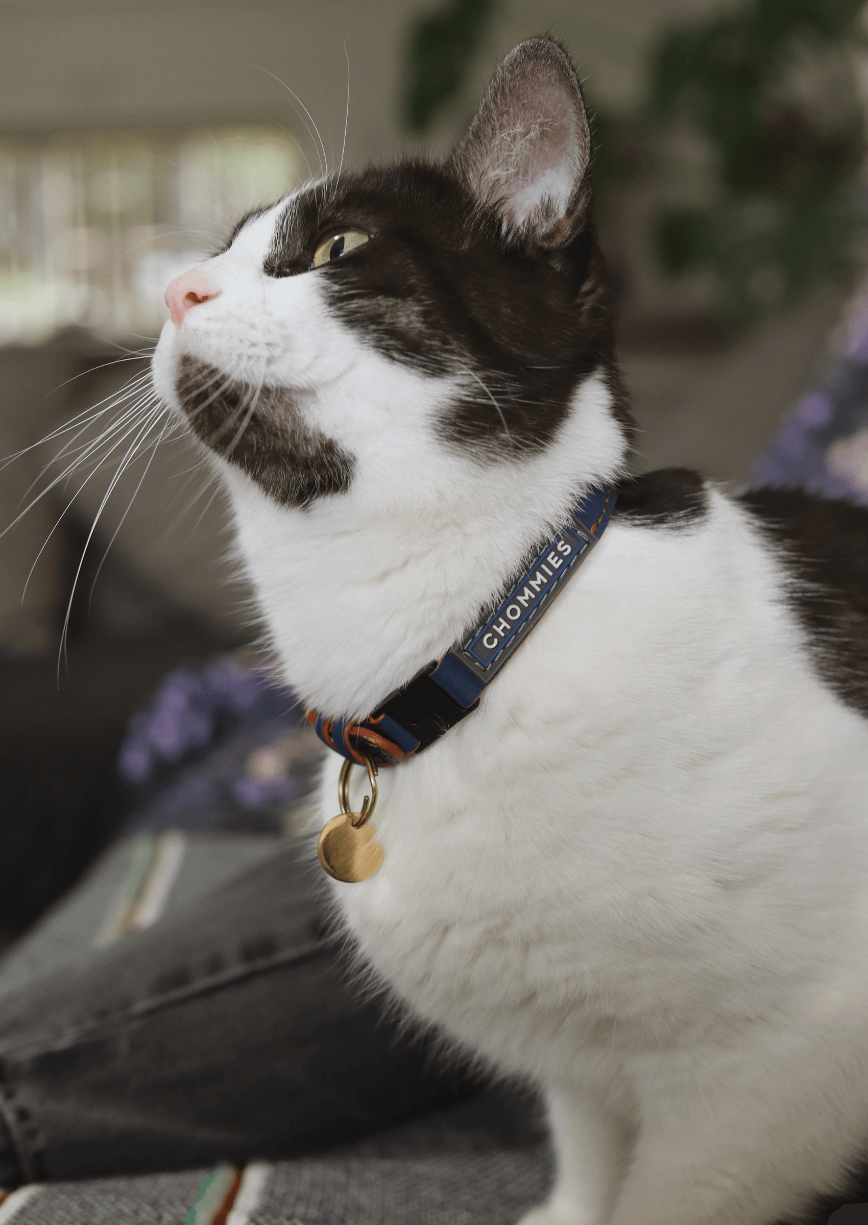 Adjustable Quick - Release Leather Cat Collar | Blue Snoop - Chommies