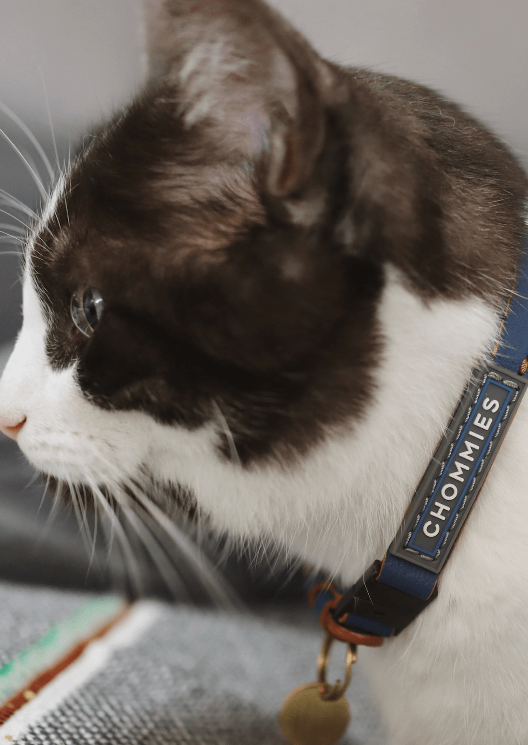 Adjustable Quick - Release Leather Cat Collar | Blue Snoop - Chommies