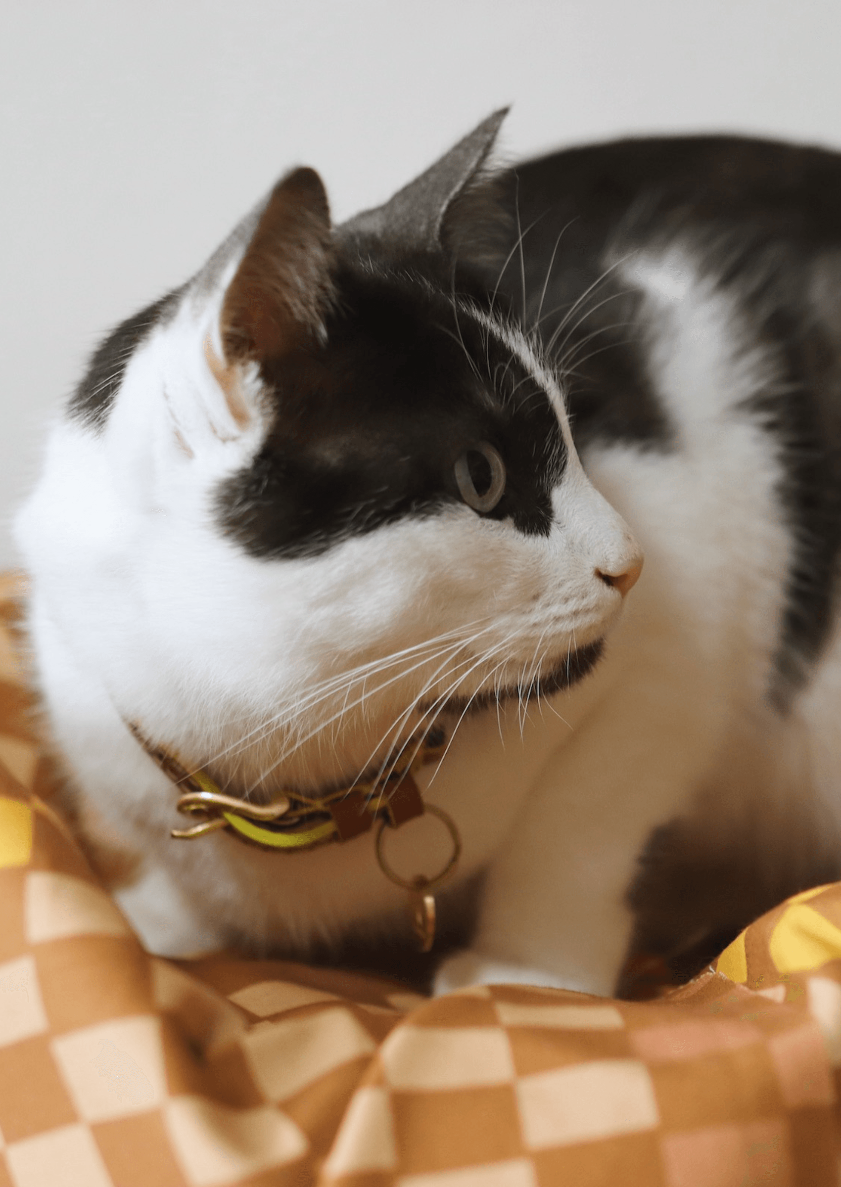 Adjustable Quick - Release Leather Cat Collar | Cognac West - Chommies