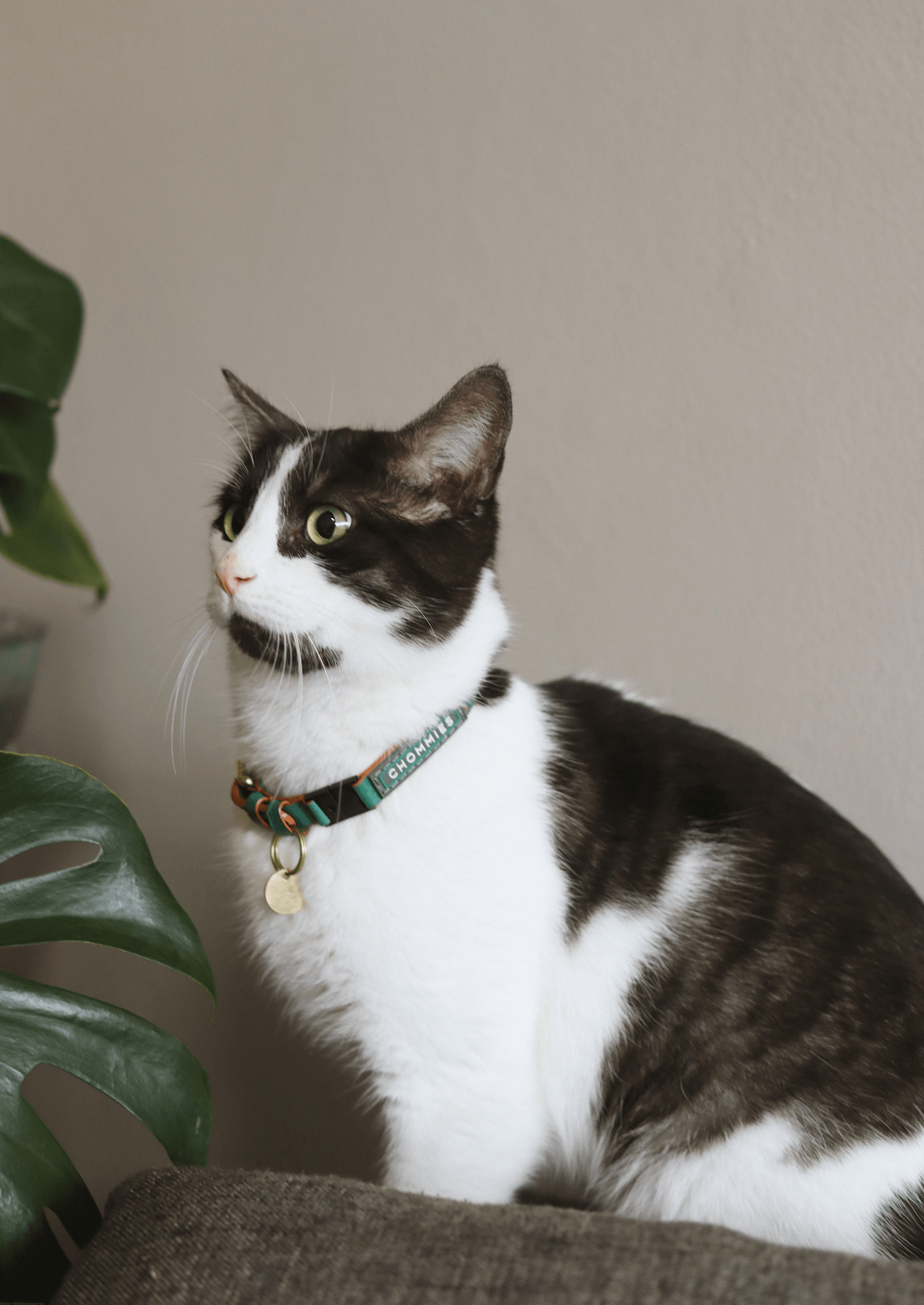 Adjustable Quick - Release Leather Cat Collar | Green Shady - Chommies