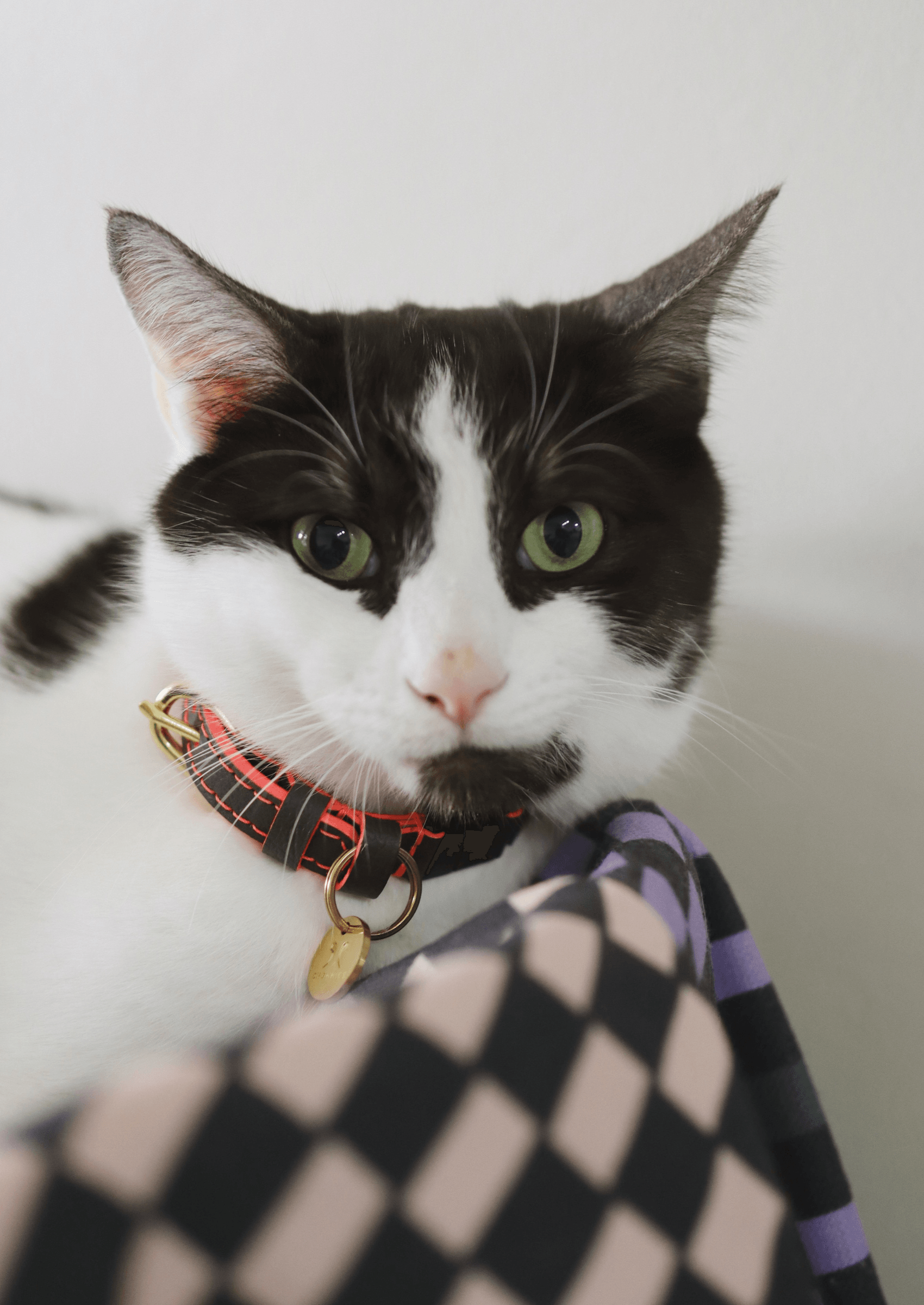 Adjustable Quick - Release Leather Cat Collar | Grey Z - Chommies