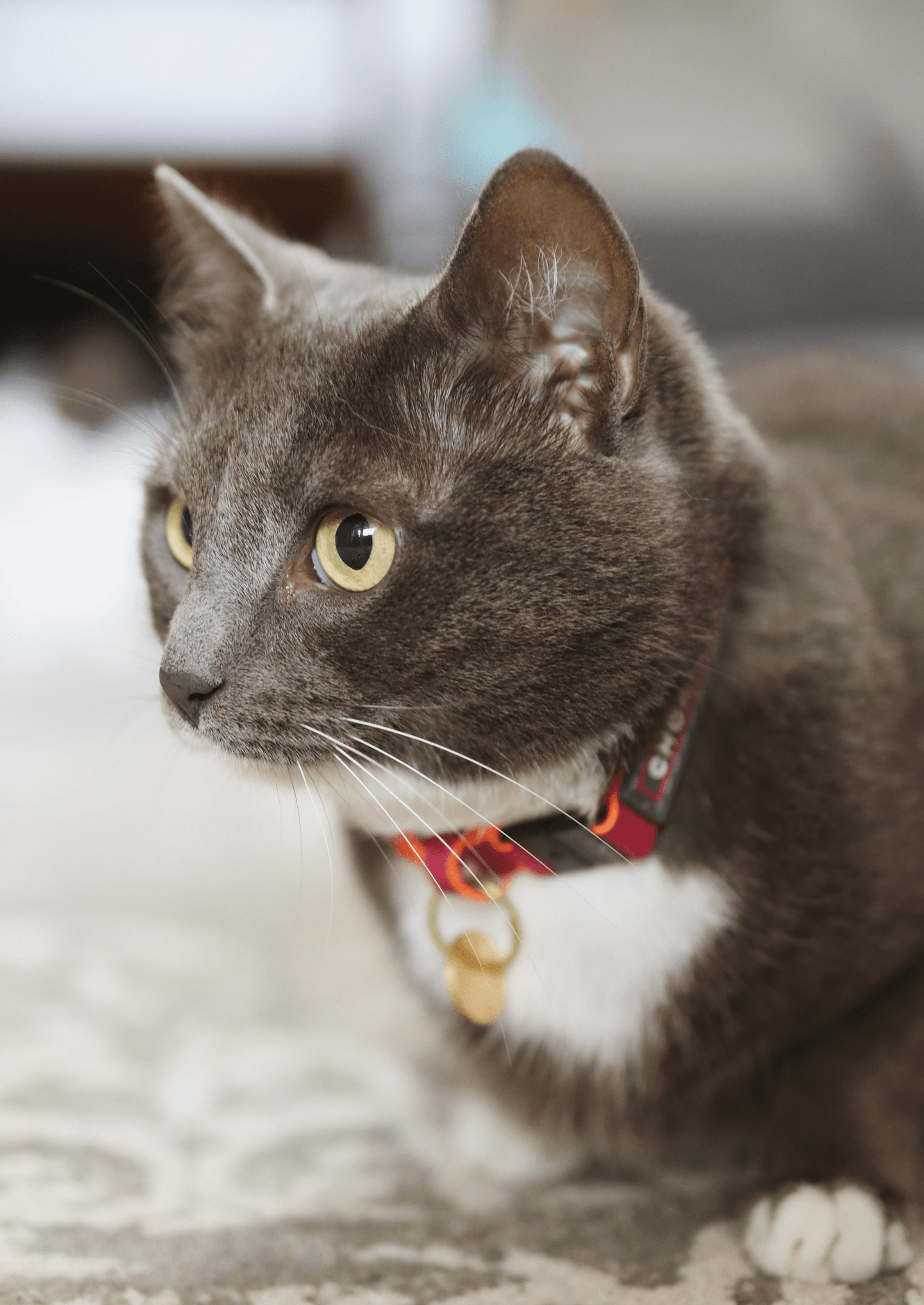 Adjustable Quick - Release Leather Cat Collar | Pink Lizzo - Chommies