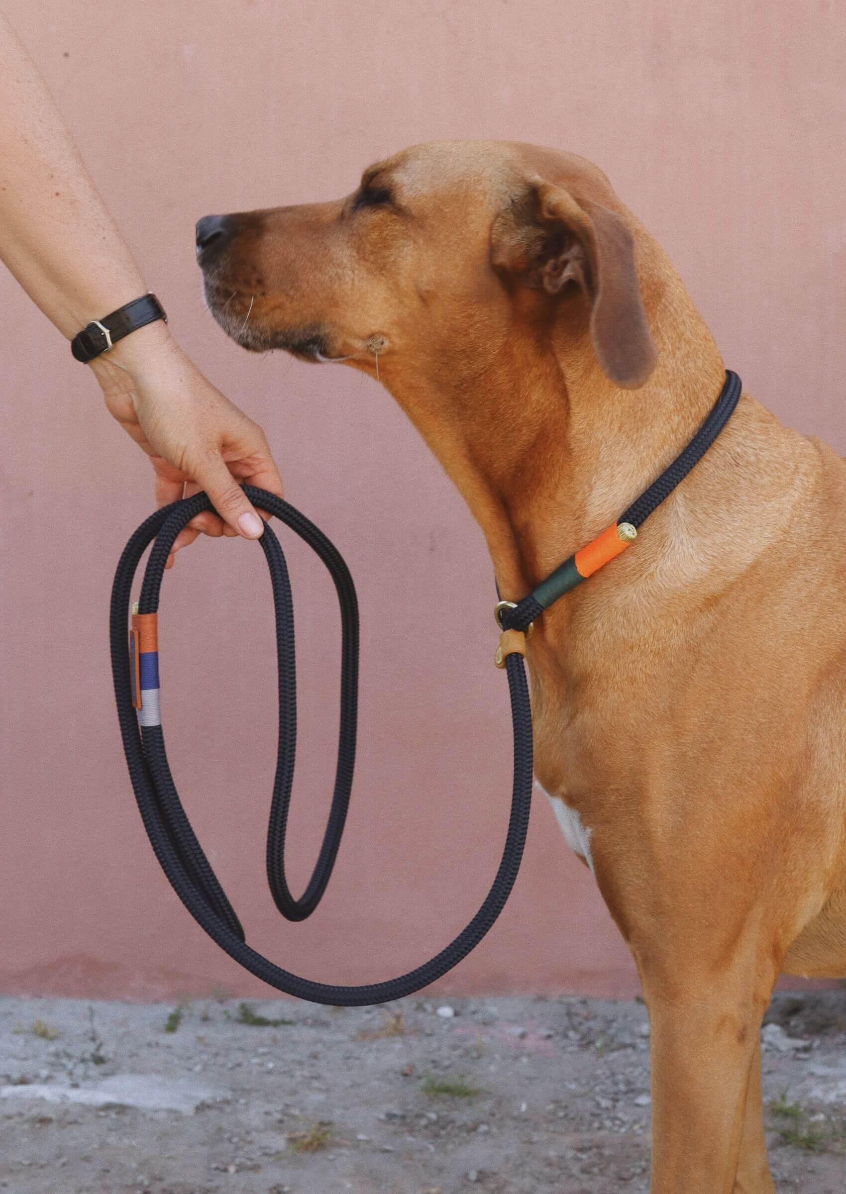 Chommies Slip - on Dog Leash | Blue Bobo on Navy