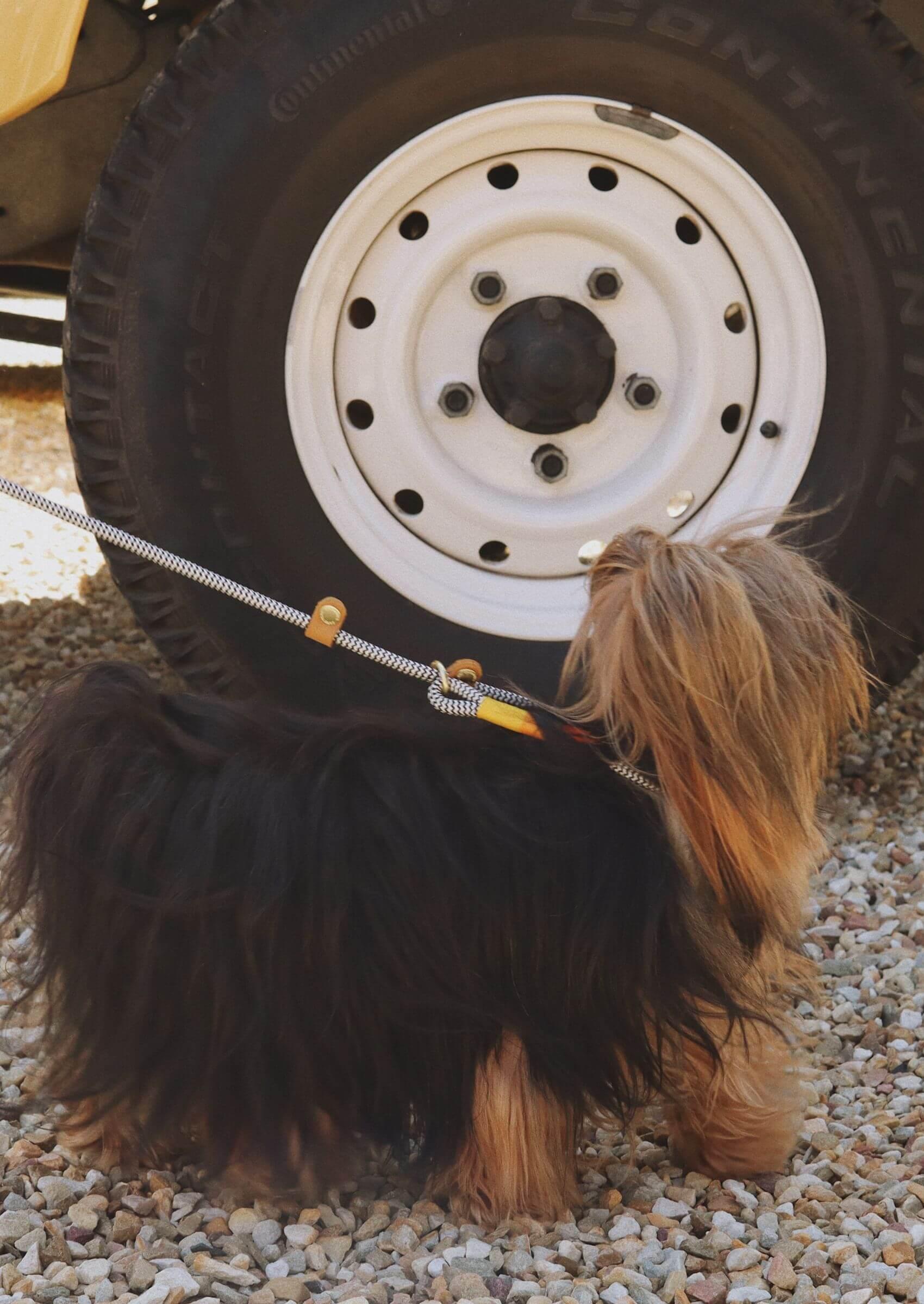 Around The Block Dog Leash | Instant Honey - Chommies