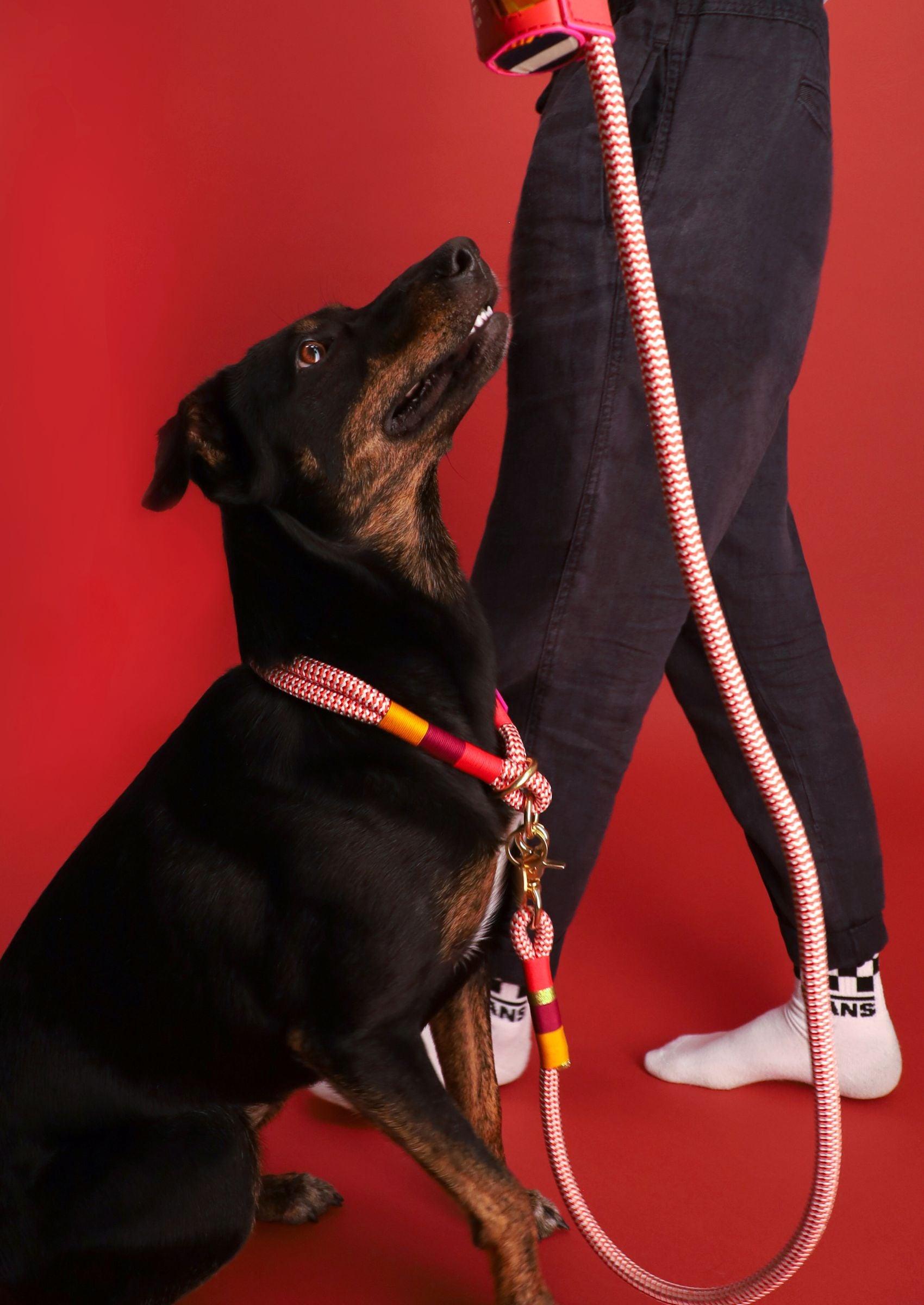 Everyday Dog Leash | Fezzy - Chommies