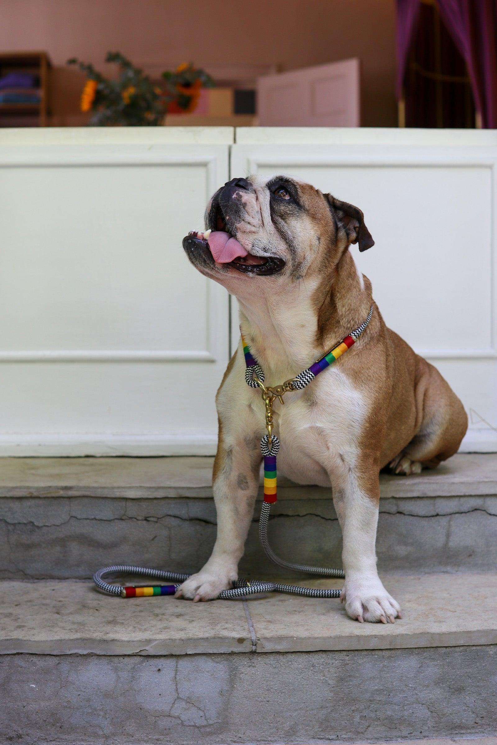 Everyday Dog Leash | Rainbow - Chommies