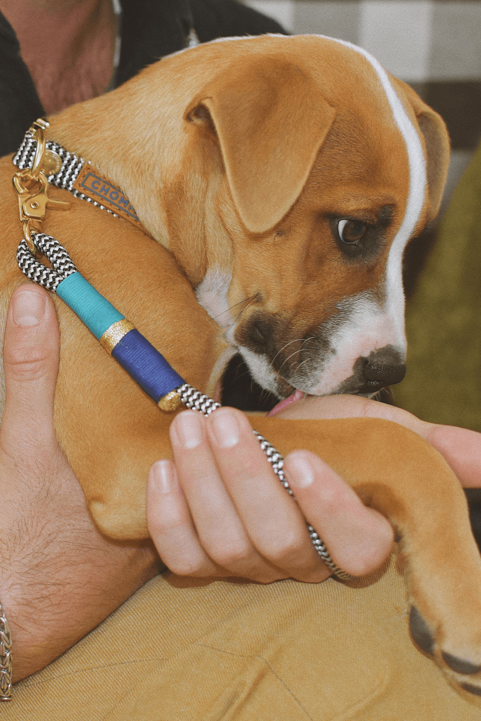 Everyday Puppy Leash | Moon & Back - Chommies