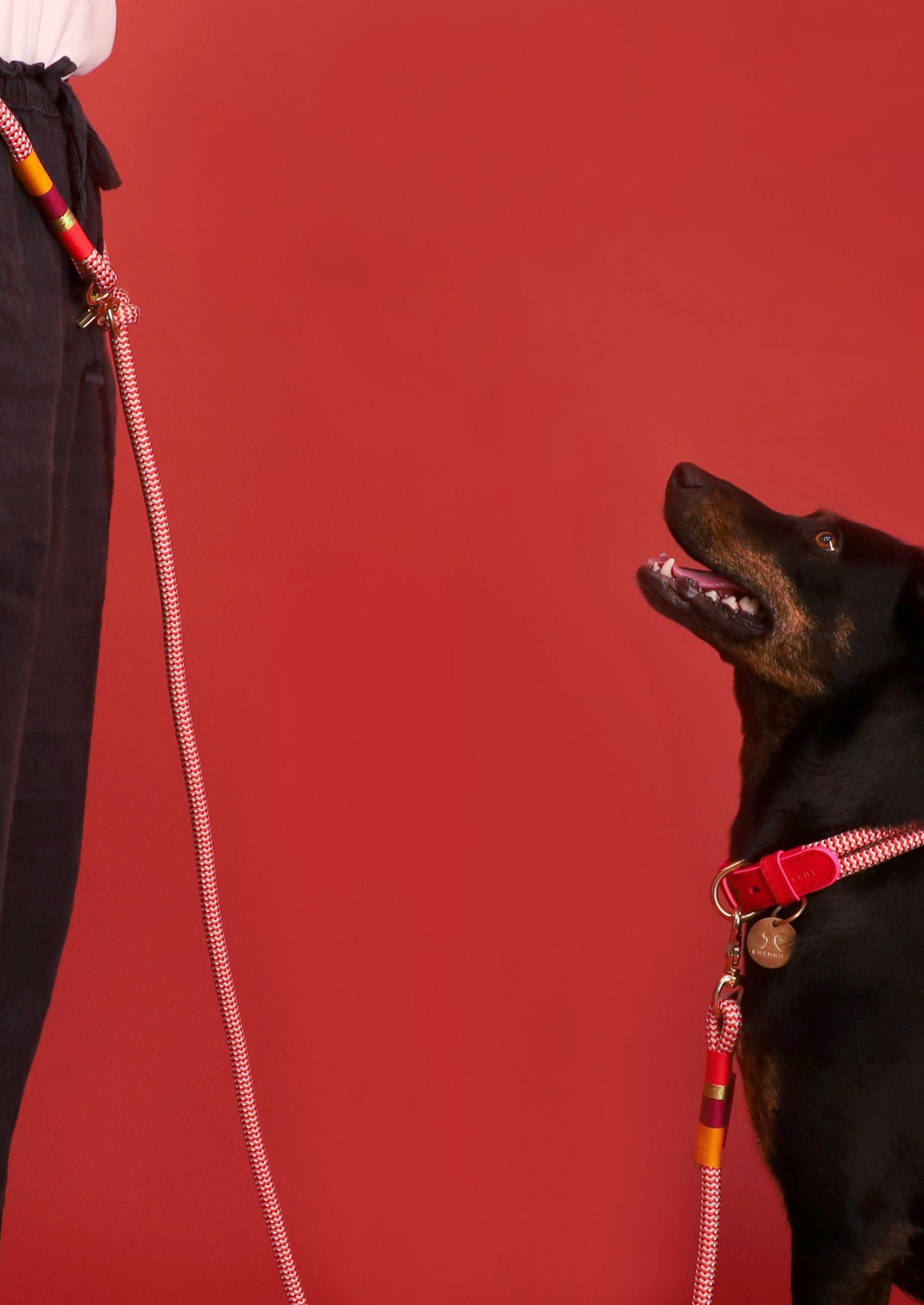 Hands - Free Dog Leash | Fezzy - Chommies