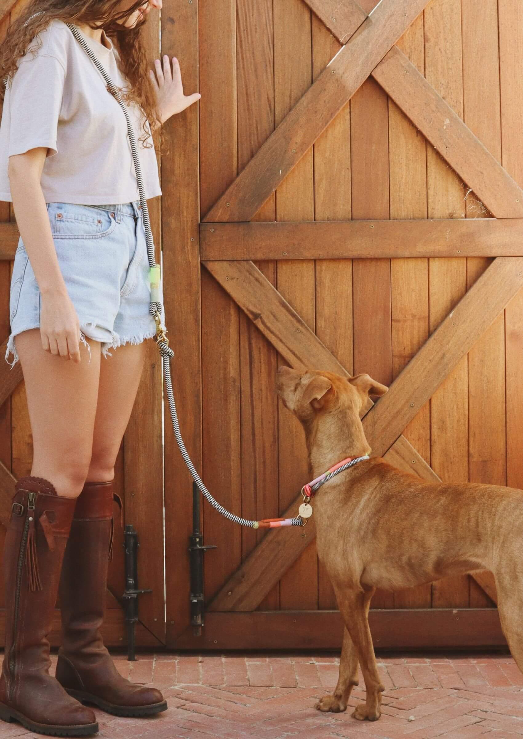 Hands - Free Dog Leash | Popsicle - Chommies