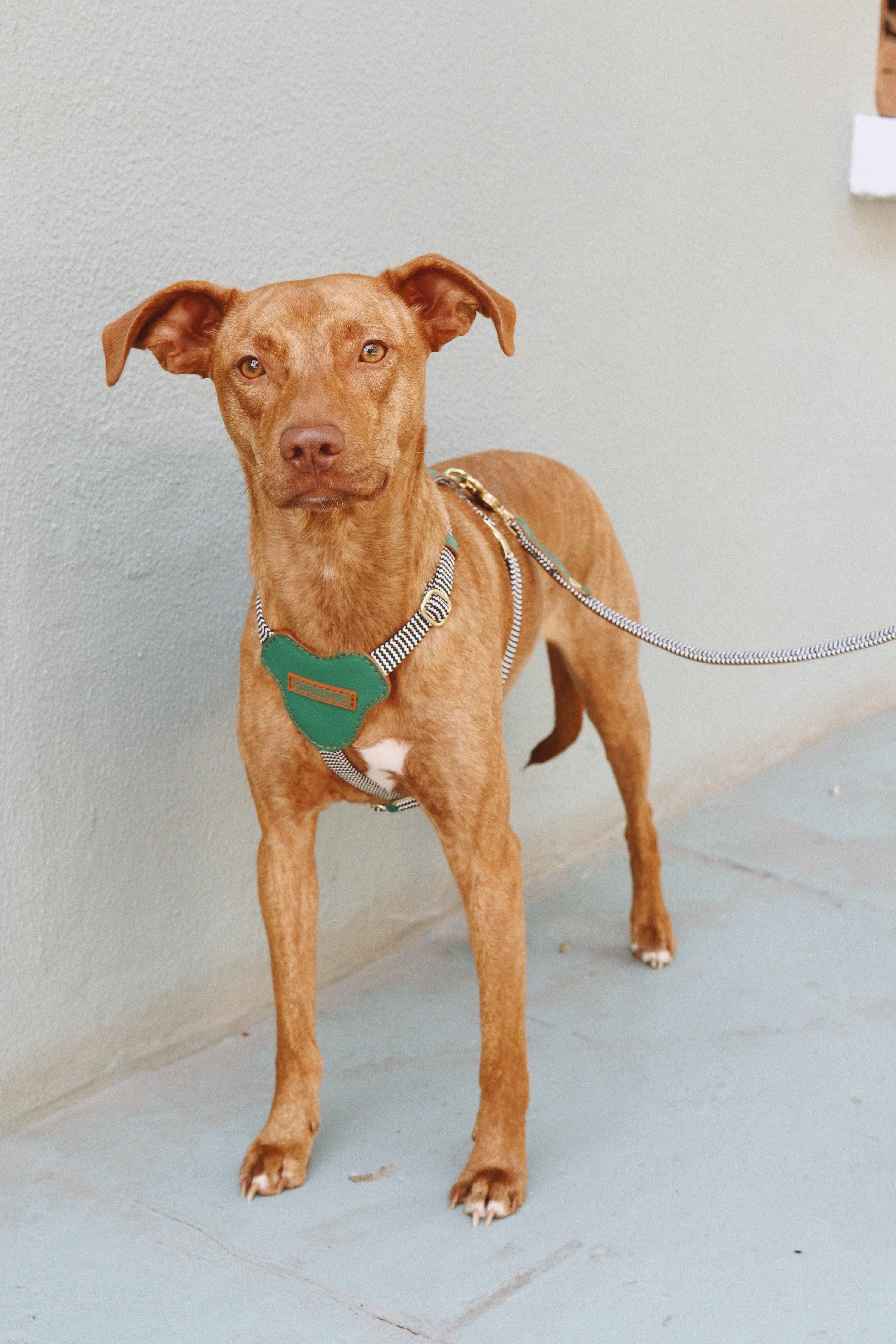 Leather Dog Harness Green Shady S