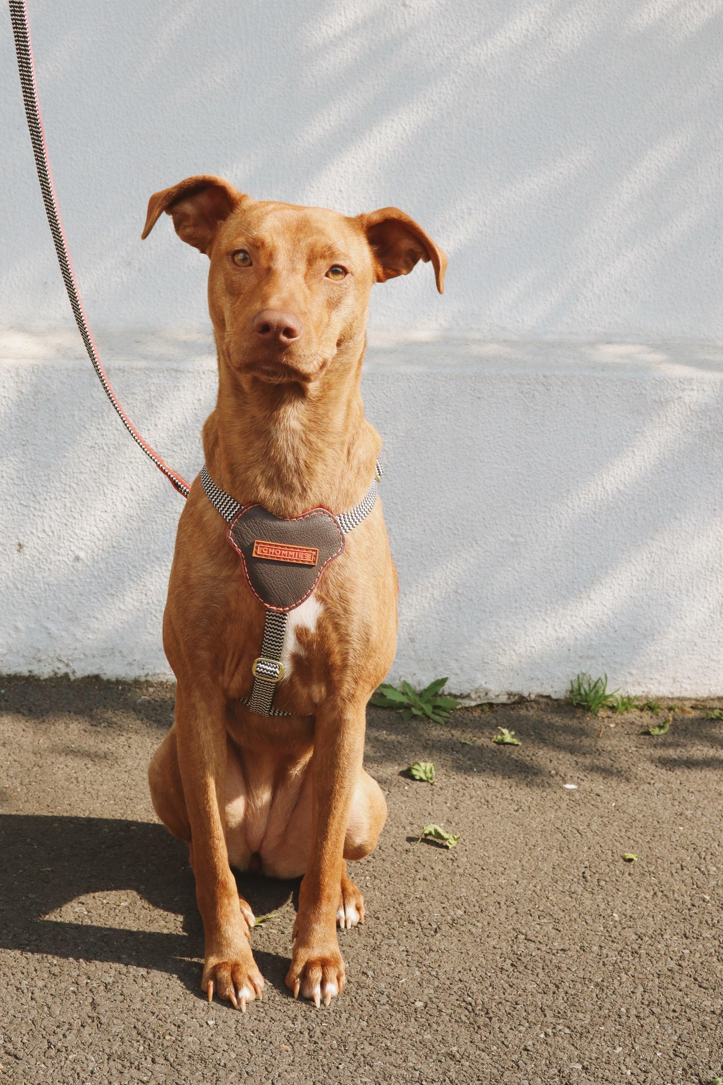 Leather Dog Harness | Grey Z - Chommies