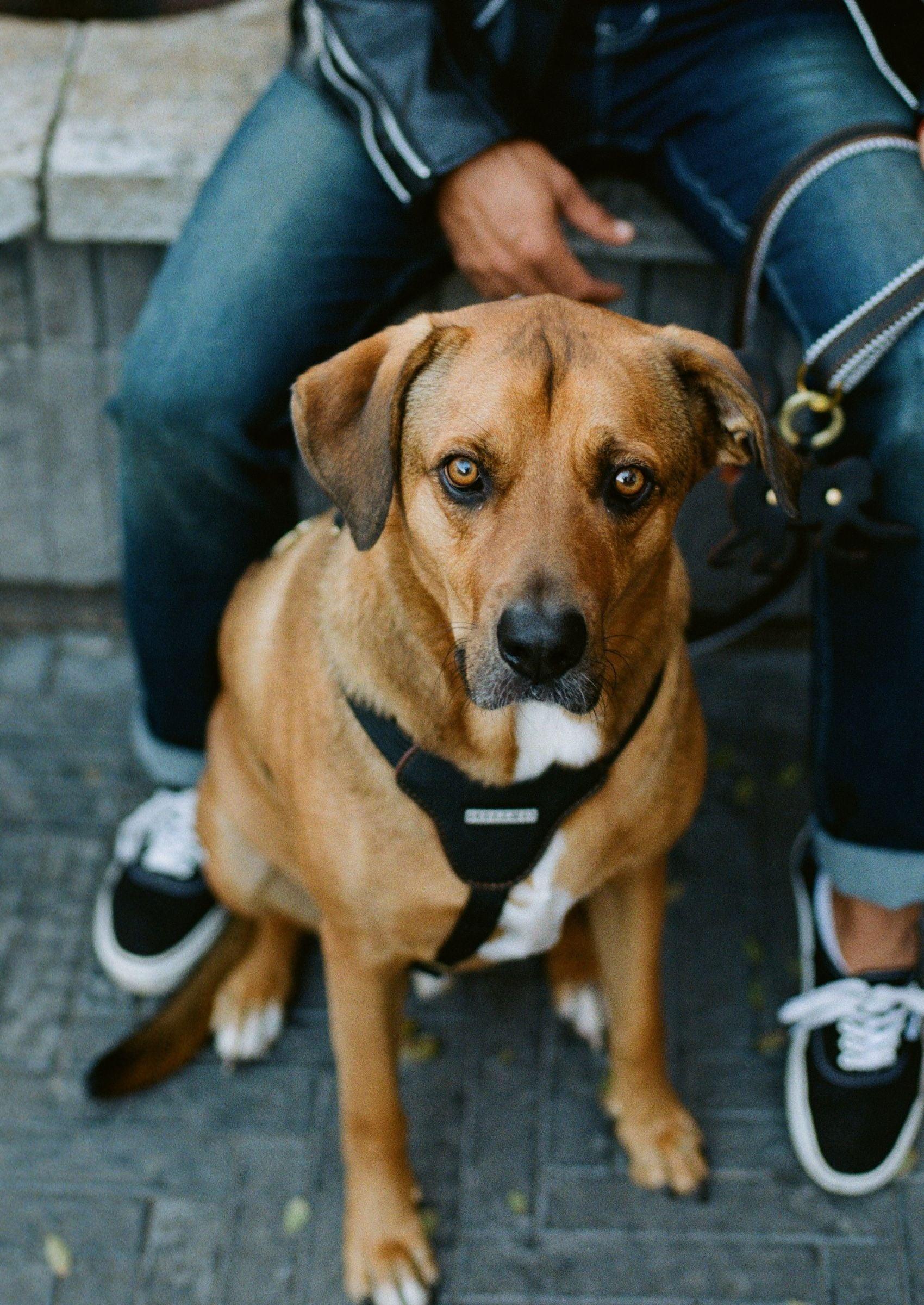 Leather Dog Harness | Hendrix - Chommies