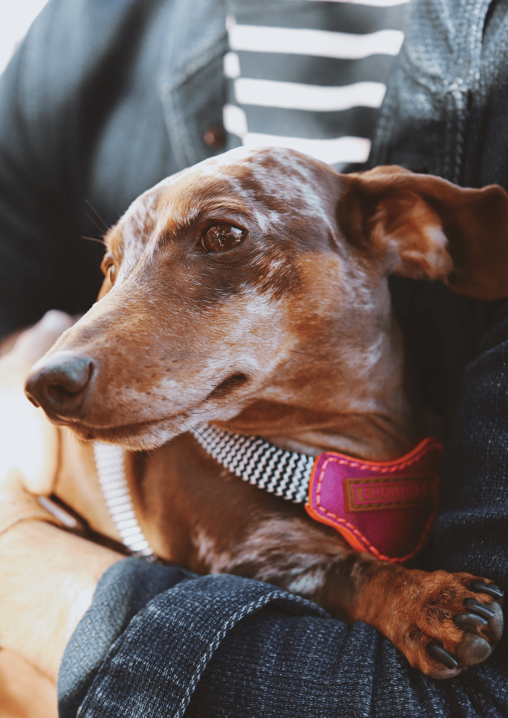 Chommies Leather Dog Harness | Pink Lizzo