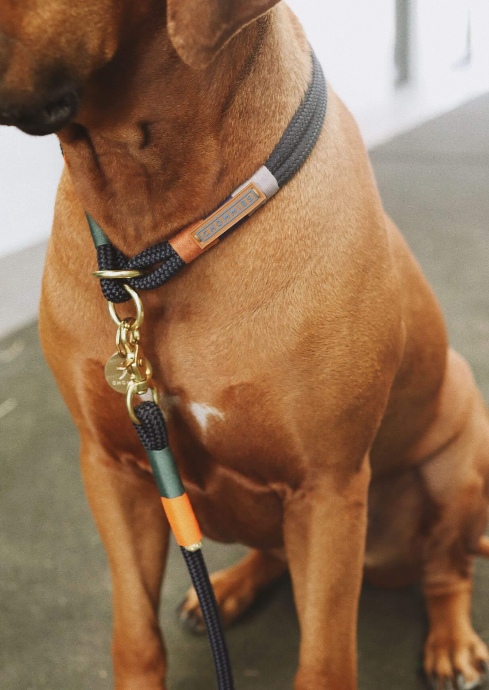 O - Ring Choker Dog Collar | Blue Bobo on Navy - Chommies