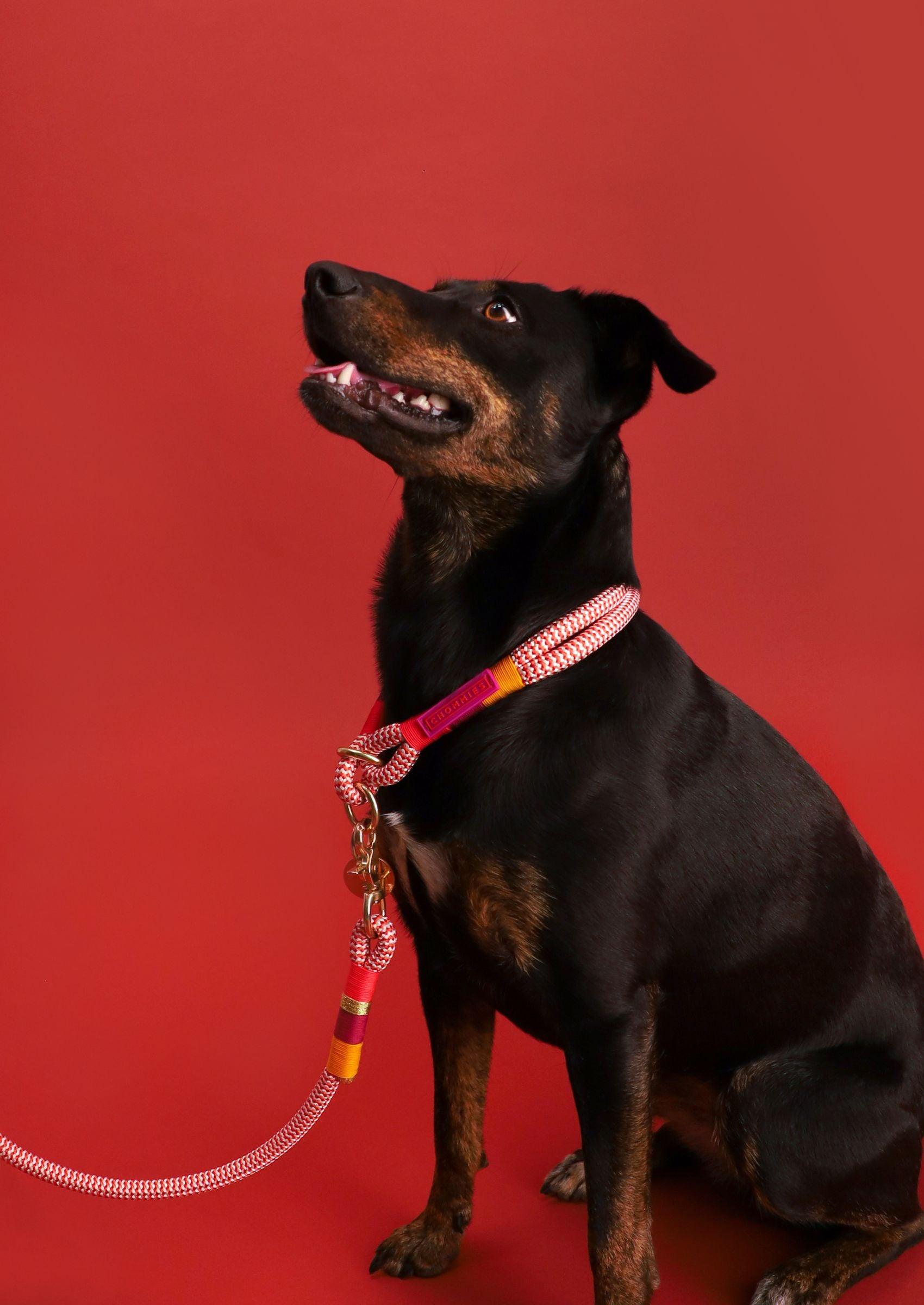 Chommies Slip - On Choker Dog Collar | Fezzy