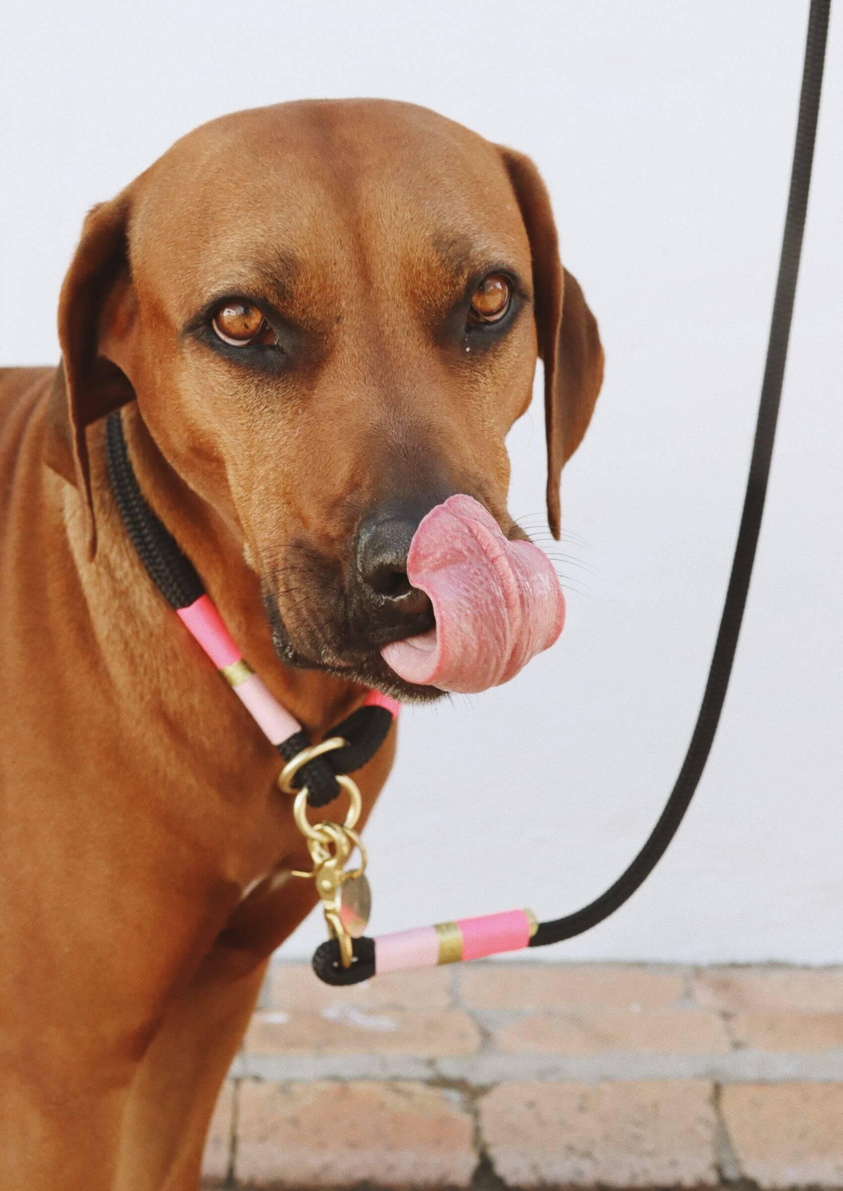 O - Ring Choker Dog Collar | Pink Acid on Black - Chommies