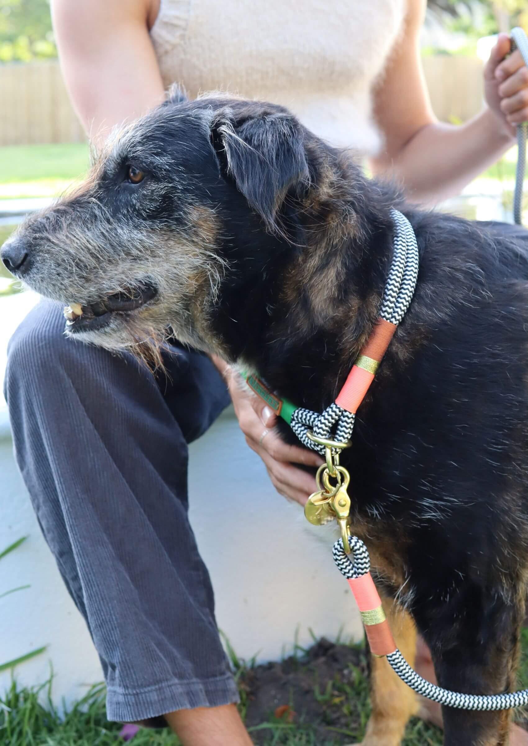 O - Ring Choker Dog Collar | Spring Bark - Chommies