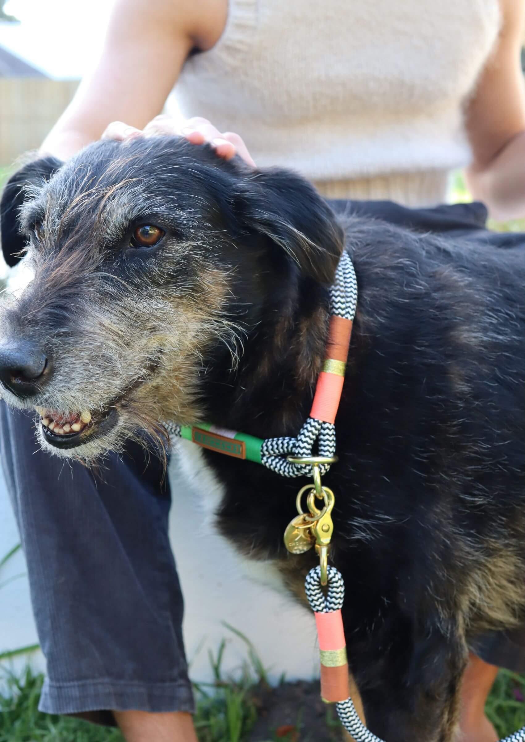 O - Ring Choker Dog Collar | Spring Bark - Chommies