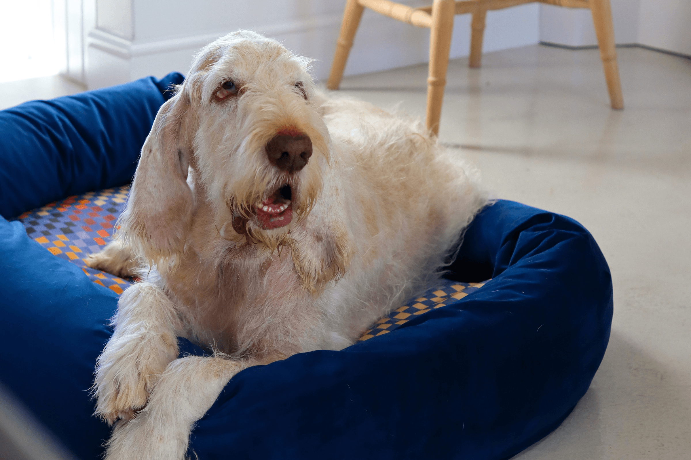 Velvet Dog Bed | Galaxy Blue - Chommies