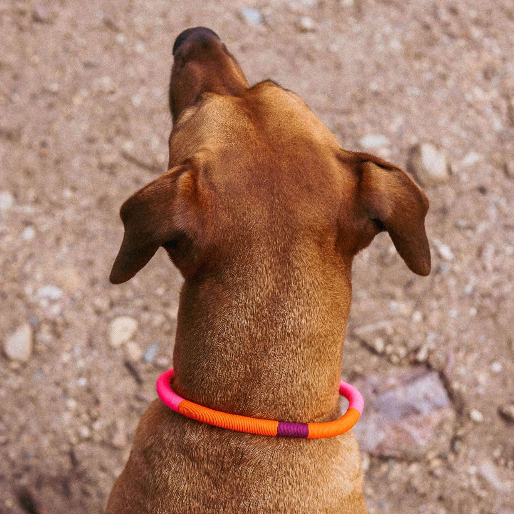 Dog Necklace | Pink Punk