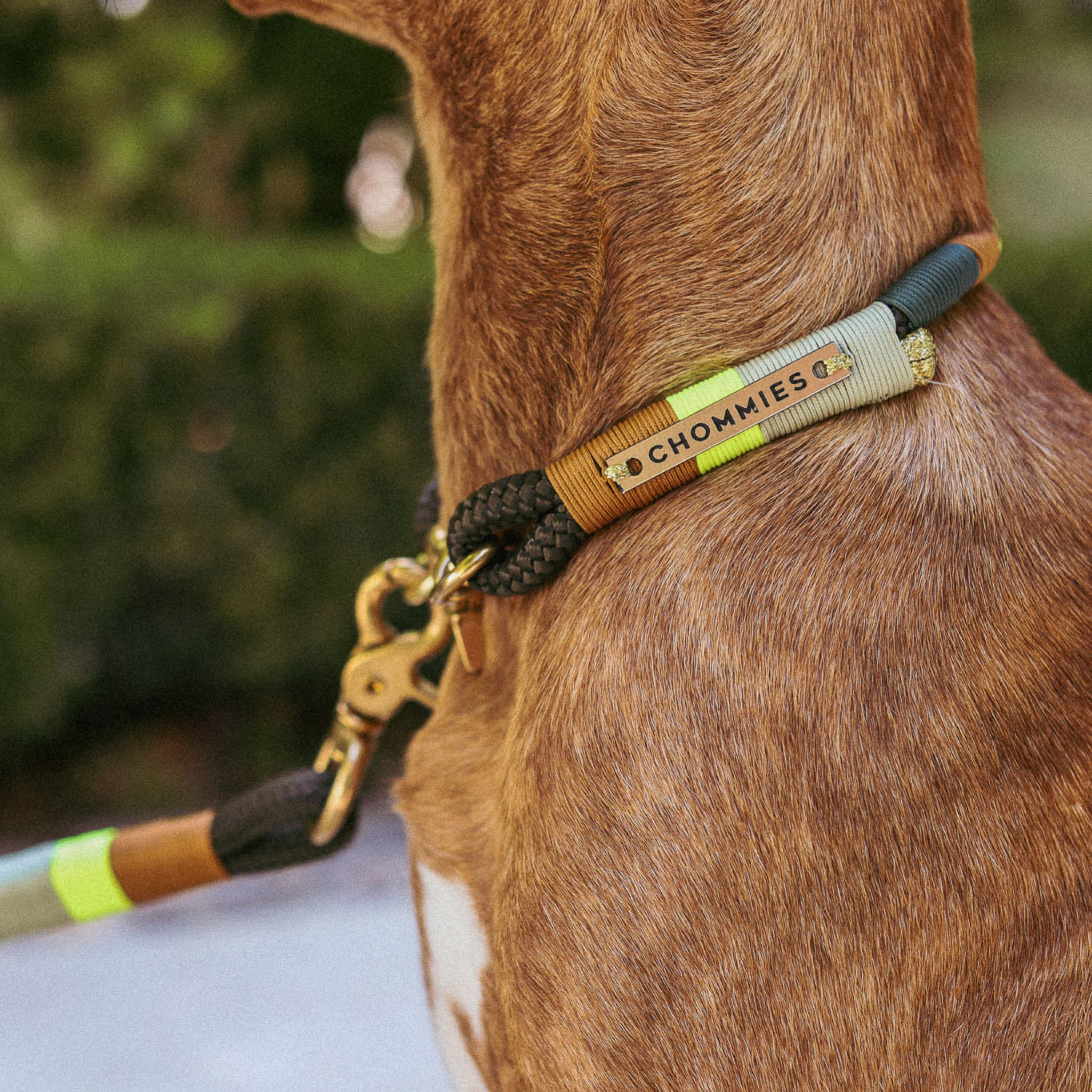 O-Ring Non-Choker Dog Collar | Camo Glow on Olive