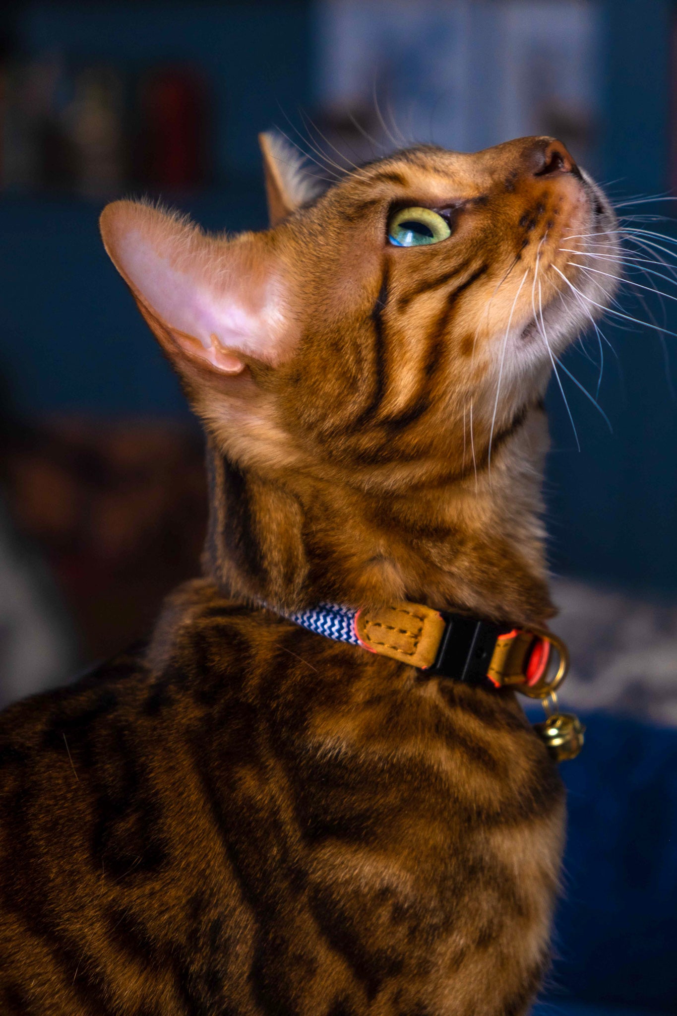 Adjustable Quick-Release Rope Cat Collar | Sandton with Coral Edge